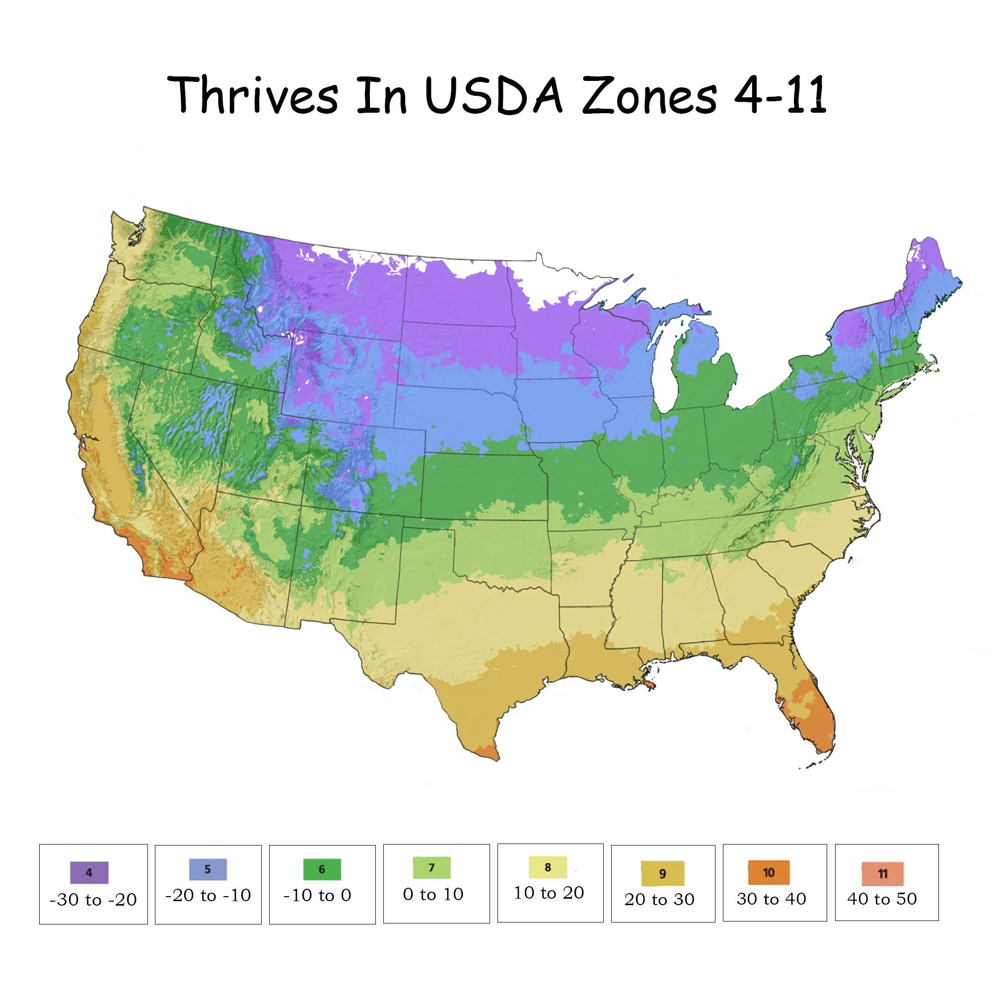 The Peach Drift® Rose Plant with Vibrant Peach Flowers 3 Gallon