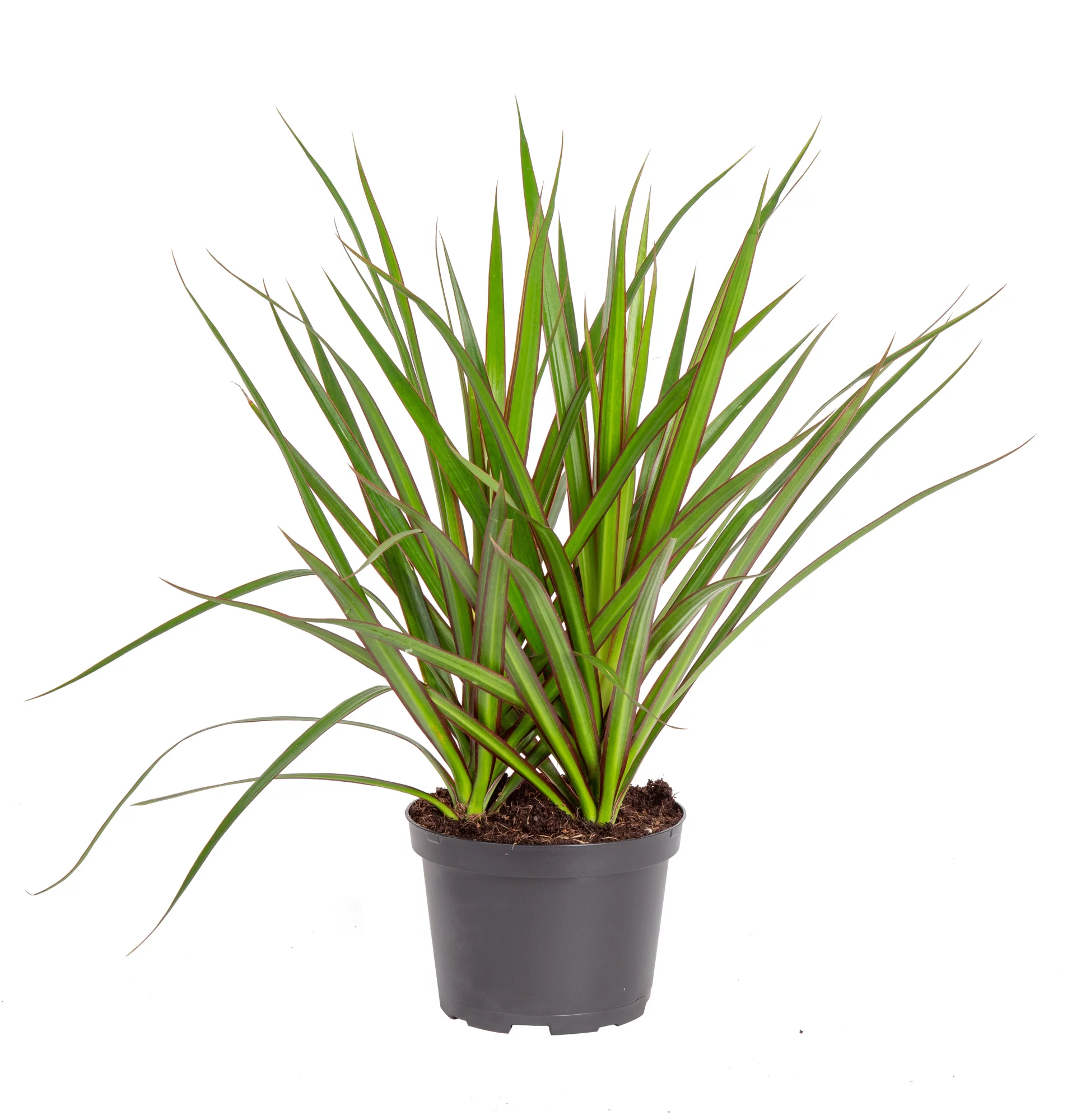 Expert Gardener Live Indoor 18in. Tall Multicolor Marginata Plant, Indirect Sunlight, in 7in. Grower Pot