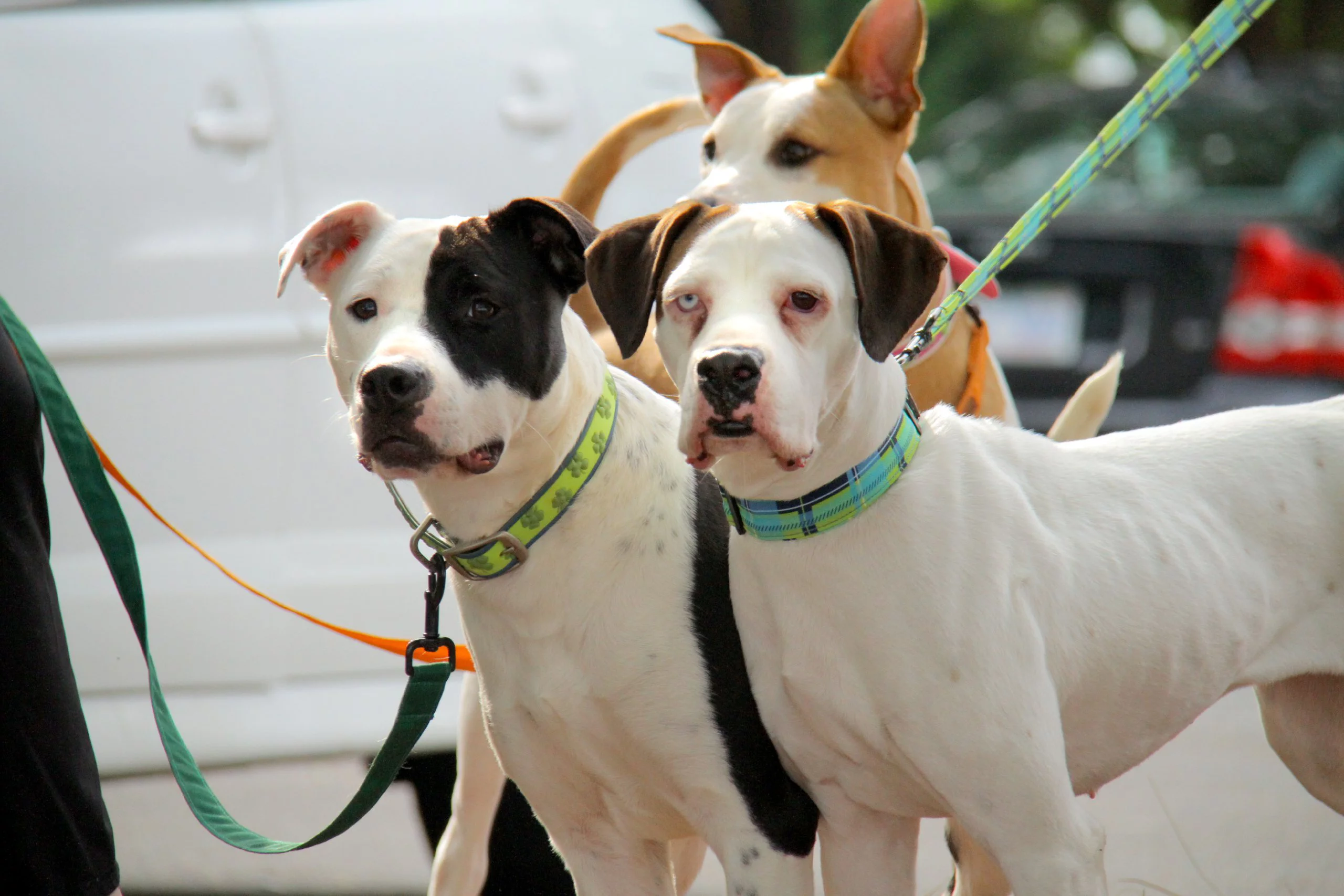 Dublin Dog Gaelic Grunge Waterproof Collar, Large