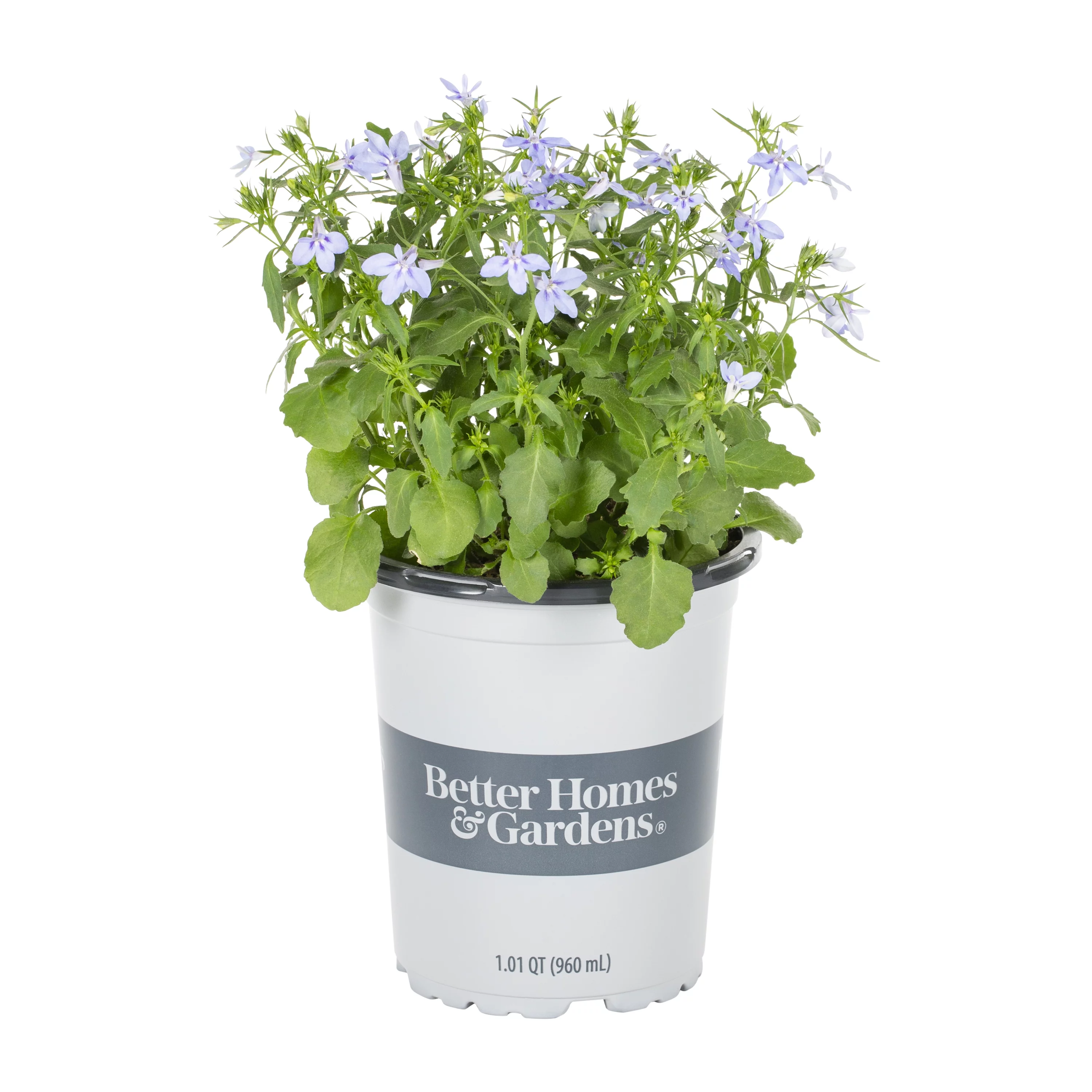 Better Homes & Gardens QT Multicolor Lobelia Live Plants with Grower Pot