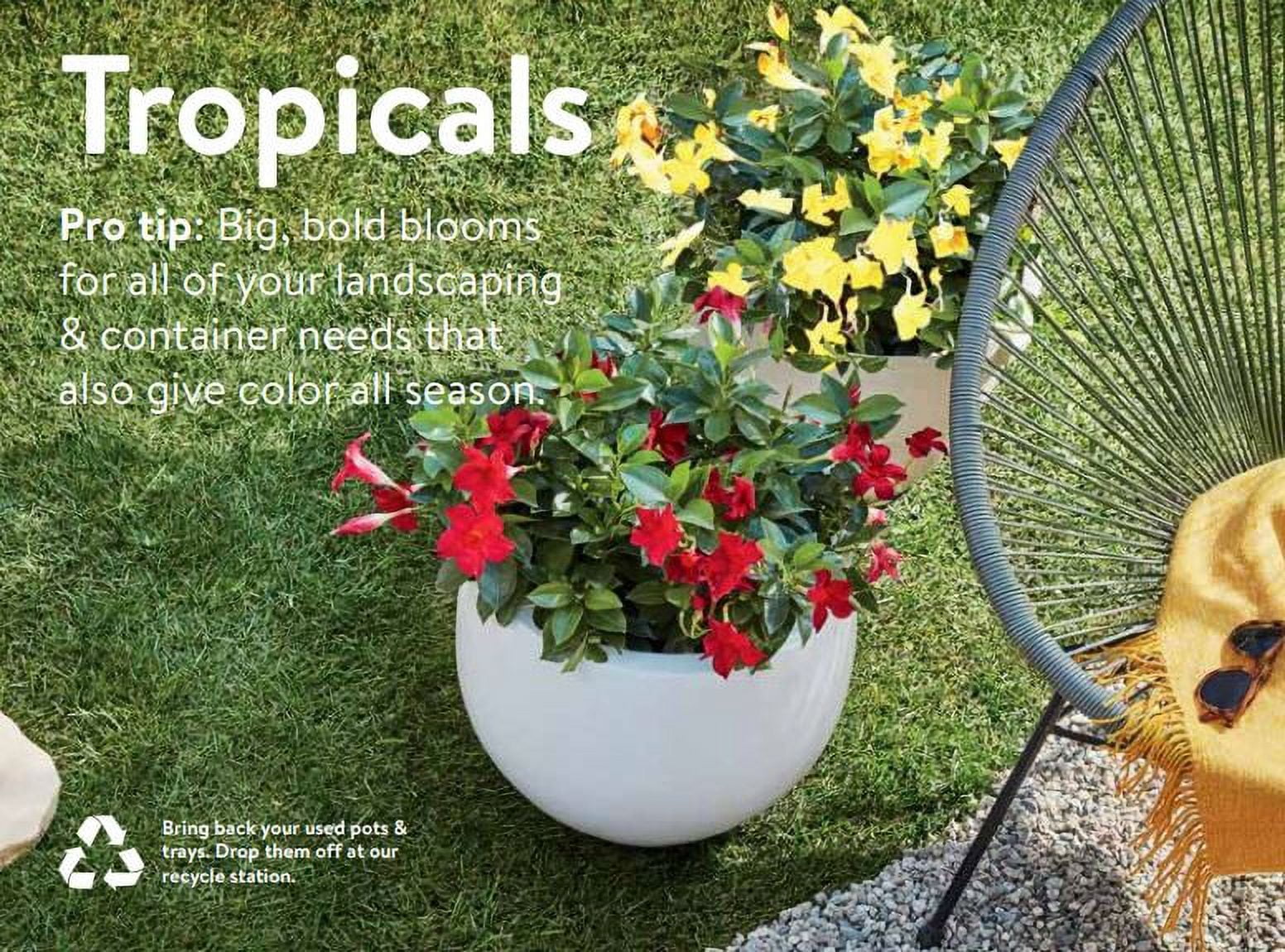 Island Blooms Live Indoor 24in. Tall Tropical Combo Plant in 9in. Grower's Pot