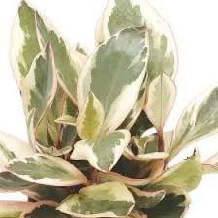 Costa Farms Better Homes & Gardens Live Indoor Multicolor Exotic Angel Plant in 6in. Pot