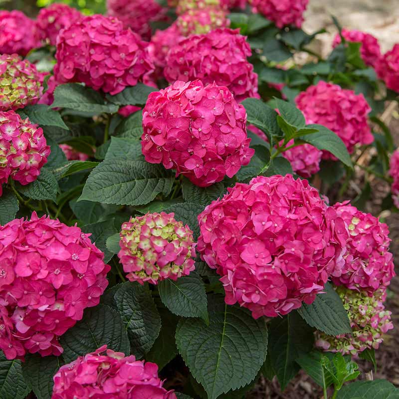 Endless Summer 3G Hydrangea Summer Crush Patio Live Plants Part Shade Red