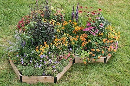 Monarch Butterfly Garden Kit - Raise Monarch Butterflies