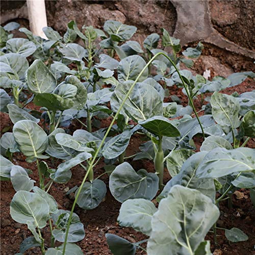 6 Pack Metal Garden Stakes, 4ft Rust-Free Bendable Steel with Plastic Coated Support Hoops Plant Sticks for Tomato, Cucumber, Bean