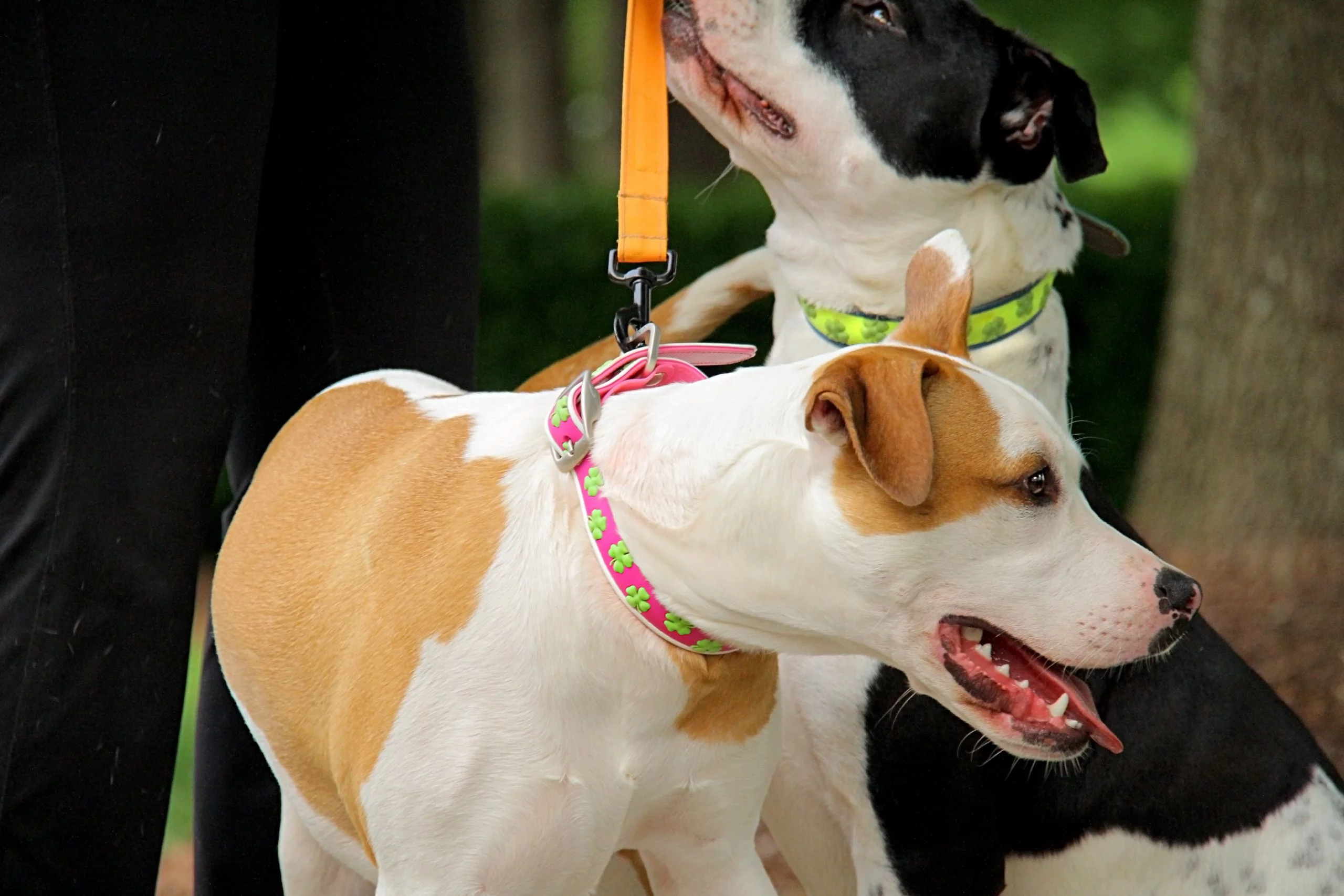 All Style, No Stink Dog Collar, 100% Waterproof