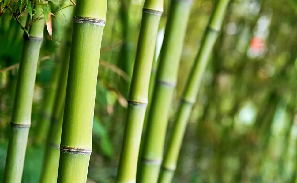 Home Office Bookshelf Organic Bamboo Wood Waterproof Five-layer Multi-purpose Bookshelf