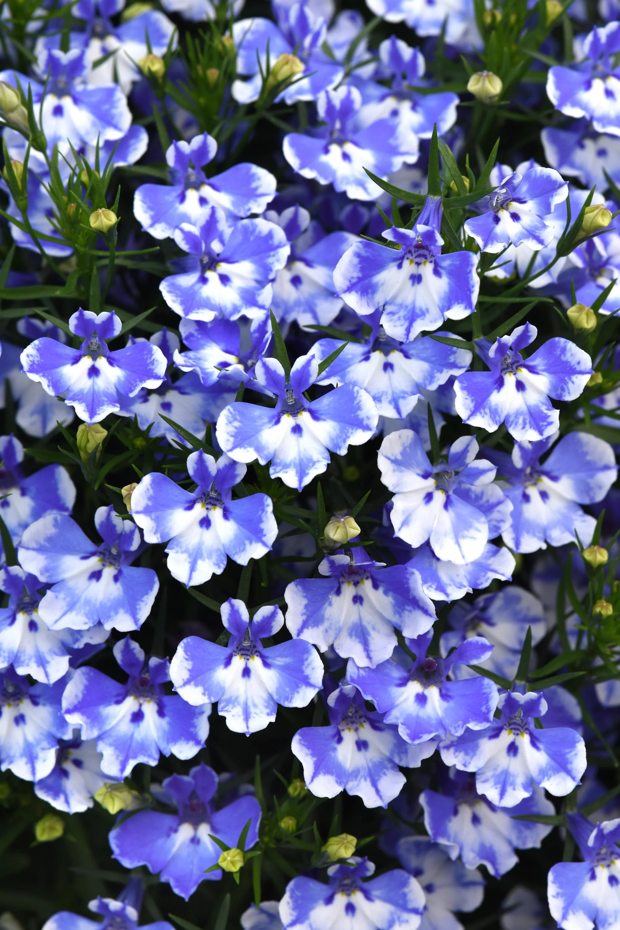 Better Homes & Gardens QT Multicolor Lobelia Live Plants with Grower Pot