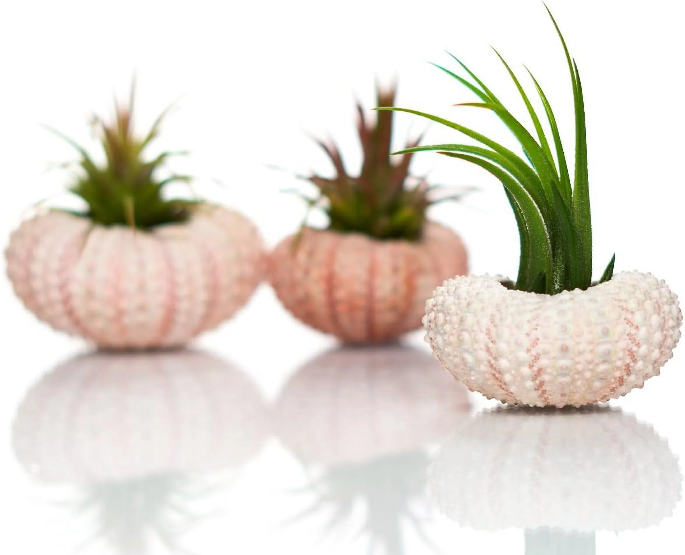 Sea Urchin Air Plant Kit | Sea Urchins And Tillandsia Gift Set | (3 Pack)