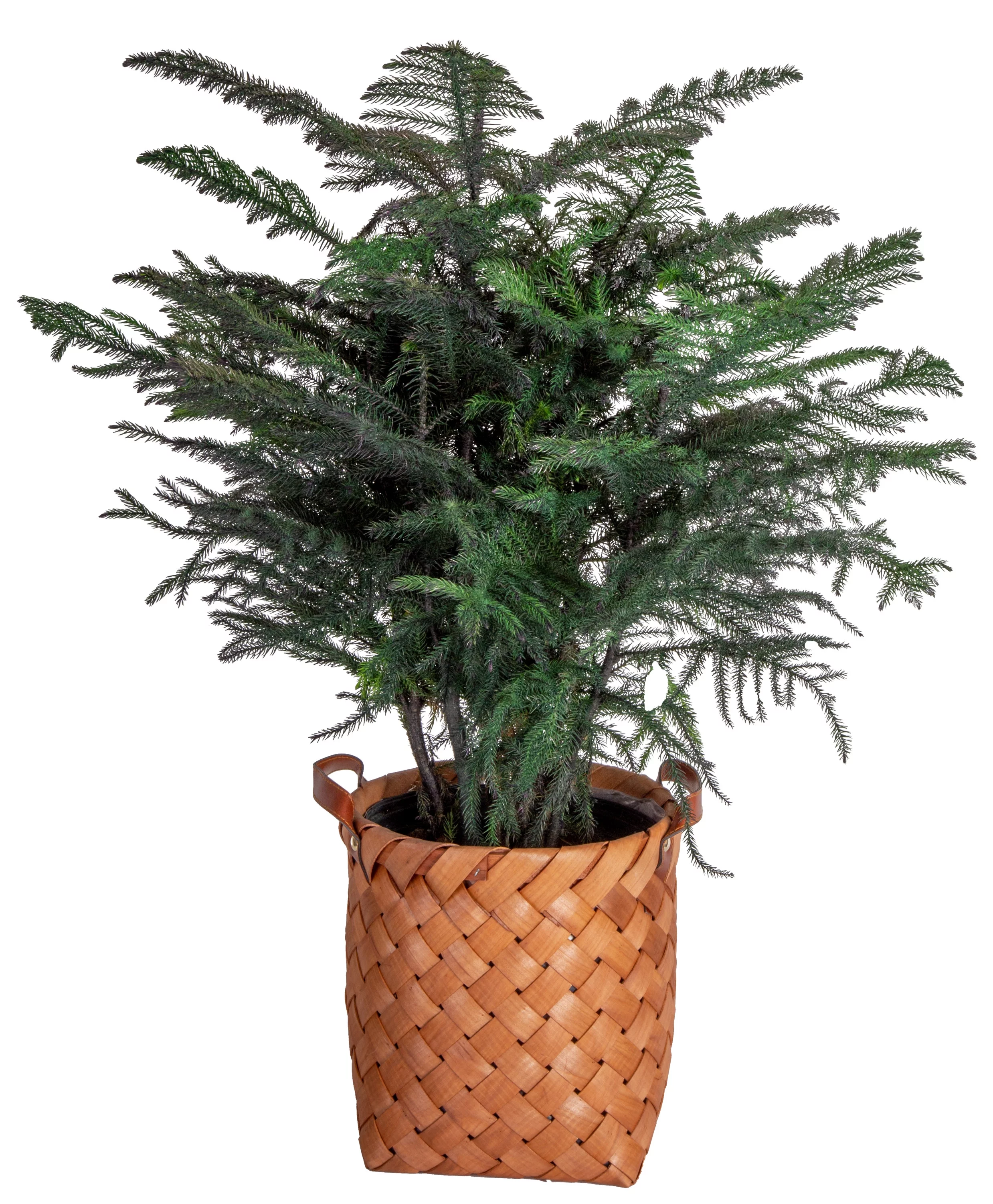 Costa Farms Live Indoor 32in. Tall Christmas Tree, Direct Sunlight Plant in10in. woven Planter