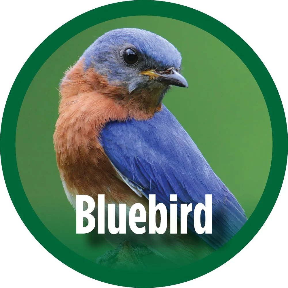 Wild Wings Farmhouse Cedar Bluebird House, White