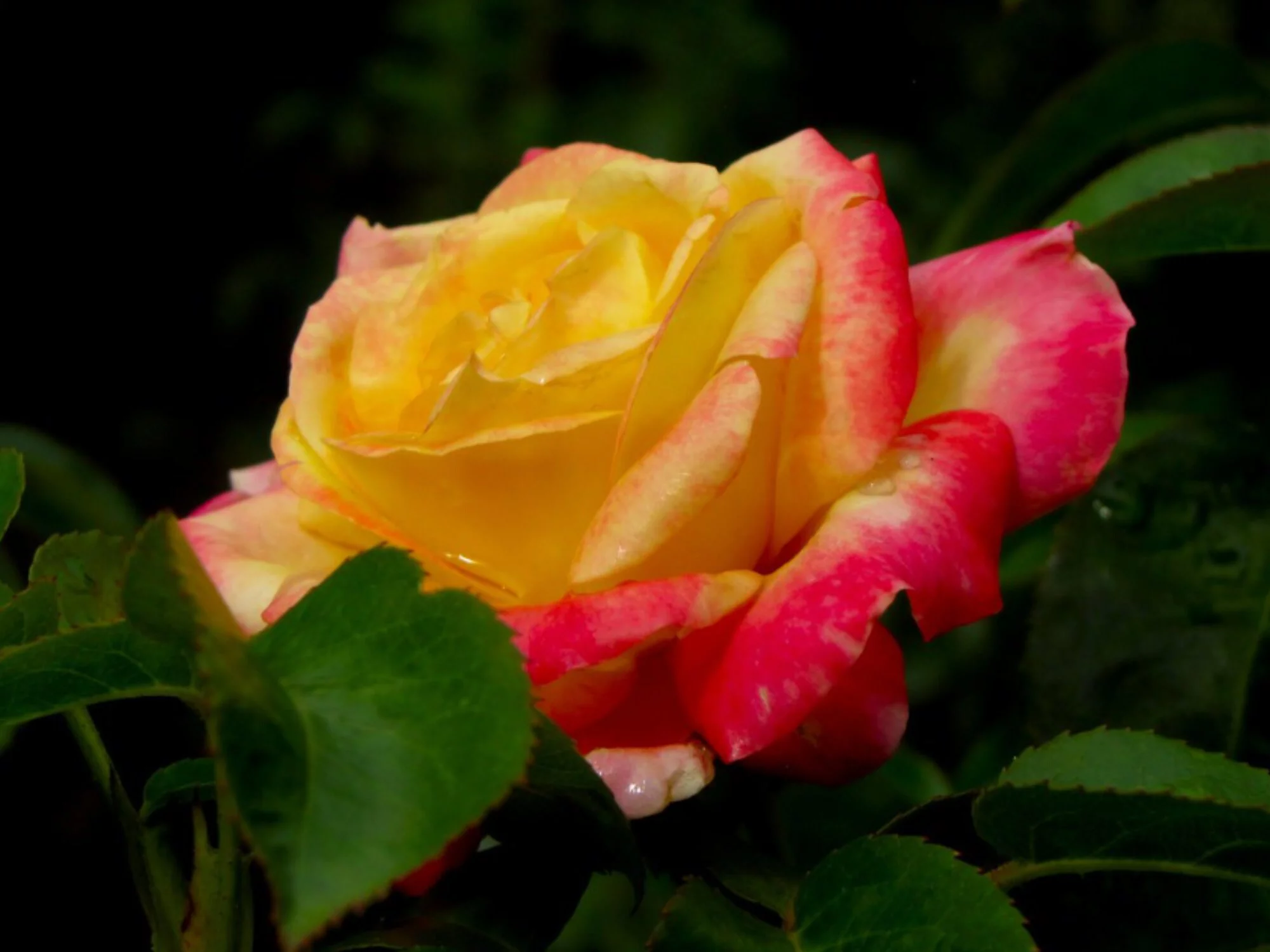 30+ Seeds|Love & Peace Rose Hybrid Flower - Authentic Seeds - Perennial~GMO Free~~Flower seeds ~ Asian Garden~ Herbs B5G1#1093