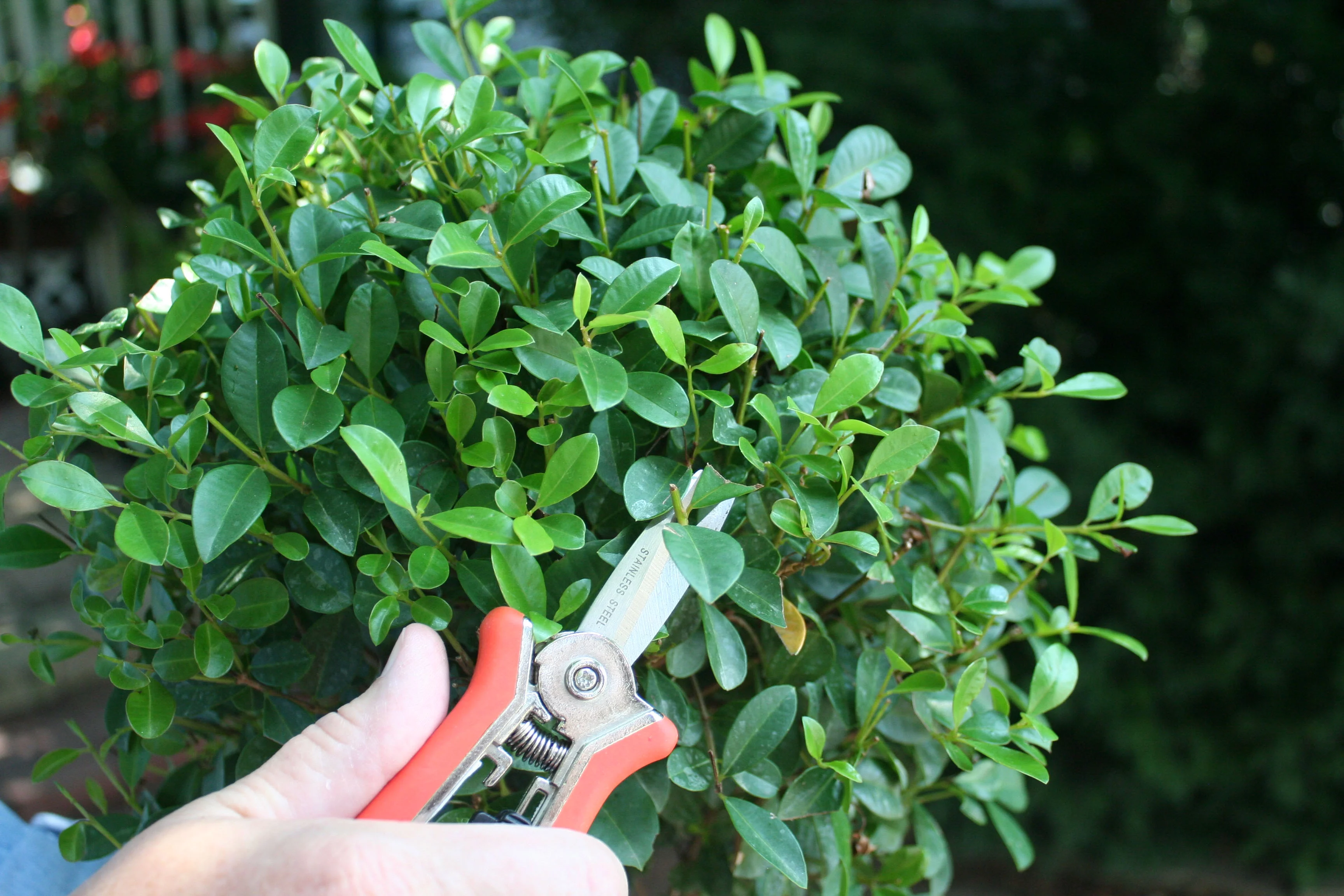 Expert Gardener Live Indoor 24in. Tall Green Eugenia Topiary Cone Plant, Indirect Sunlight, in 10in. Grower Pot