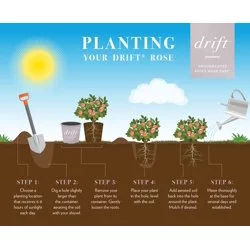 The Peach Drift® Rose Plant with Vibrant Peach Flowers 3 Gallon