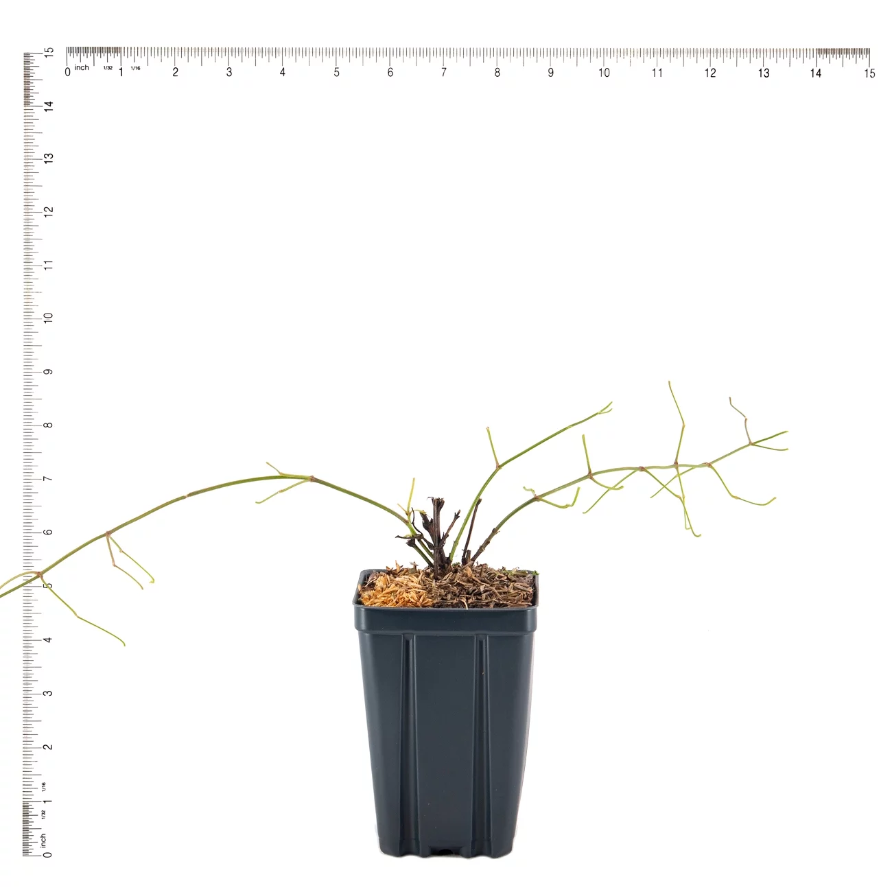 Van Zyverden Clematis Sweet Autumn 4