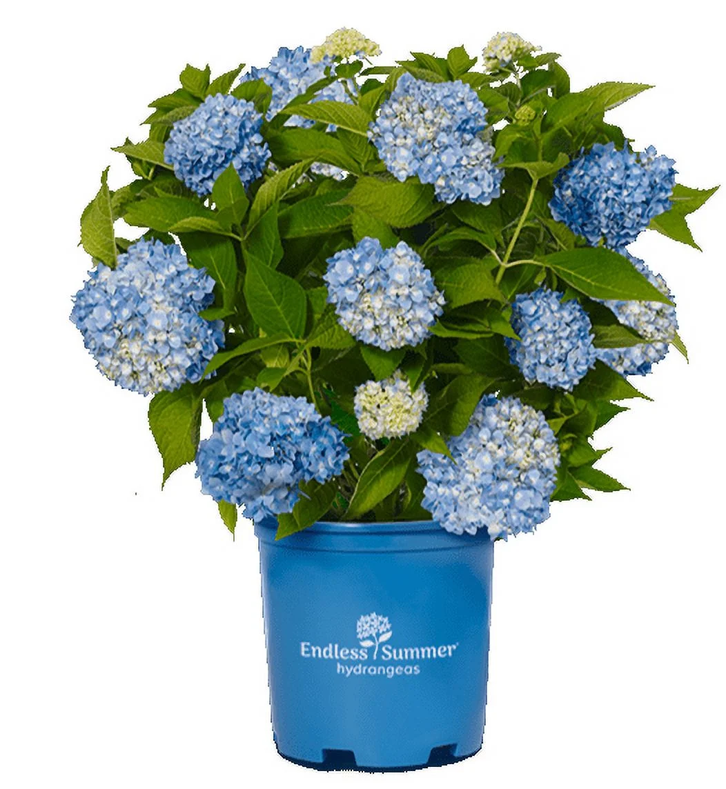 Endlesssummer Hydran 2g Hardy Patio Hydrangea