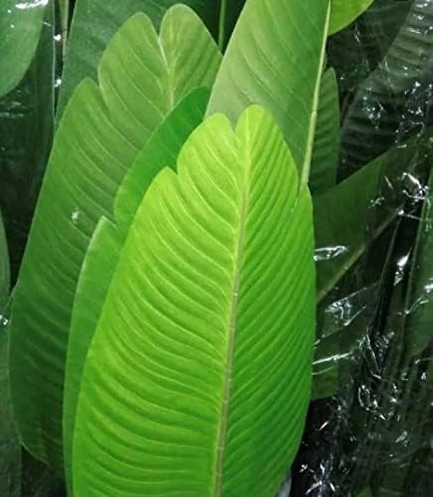 One 5 Foot Artificial Silk Bird of Paradise Palm Tree Potted Plant