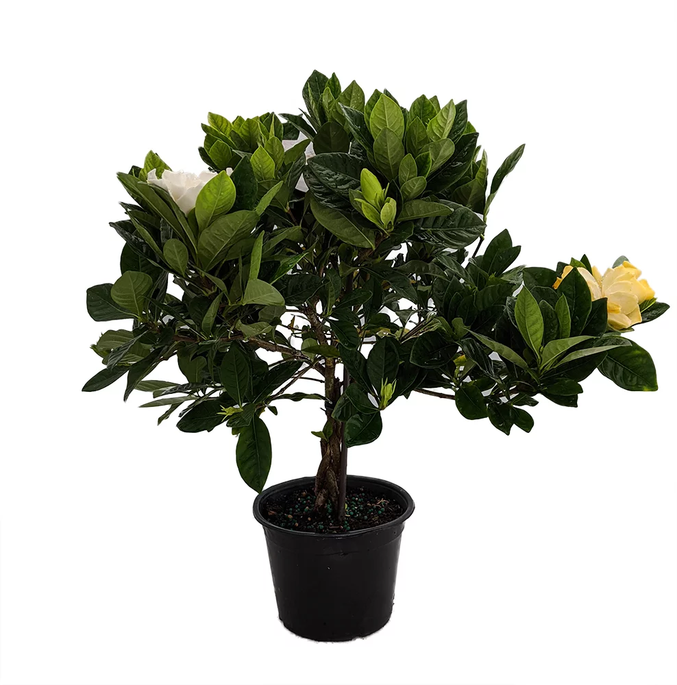 Braided Corsage Gardenia Plant - Gardenia grandiflora - 6