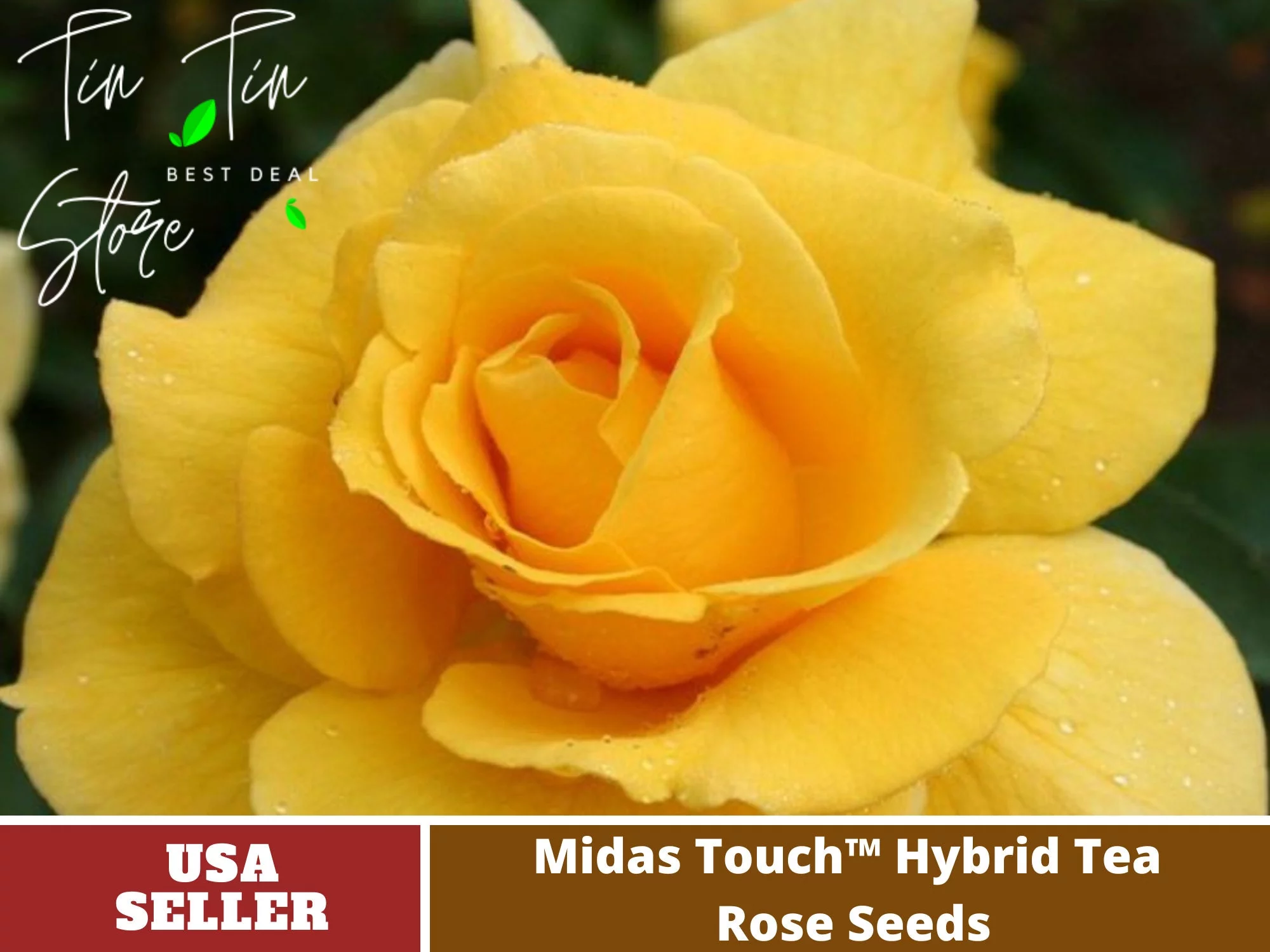 30 Rare Seeds| Midas Touch Hybrid Tea Rose Seeds #1032 | Seeds, Herbal Seeds, Flower Seeds, No GMO , Mixed Seed, Chinese Seeds