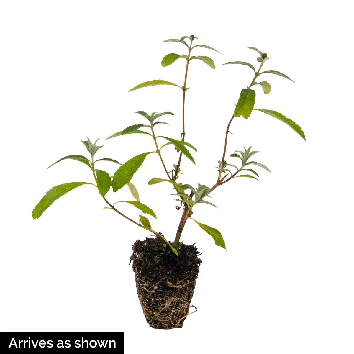 Black Knight Butterfly Bush (Buddleia), Deciduous Bare Root Starter Perennial Plant (1-Pack)