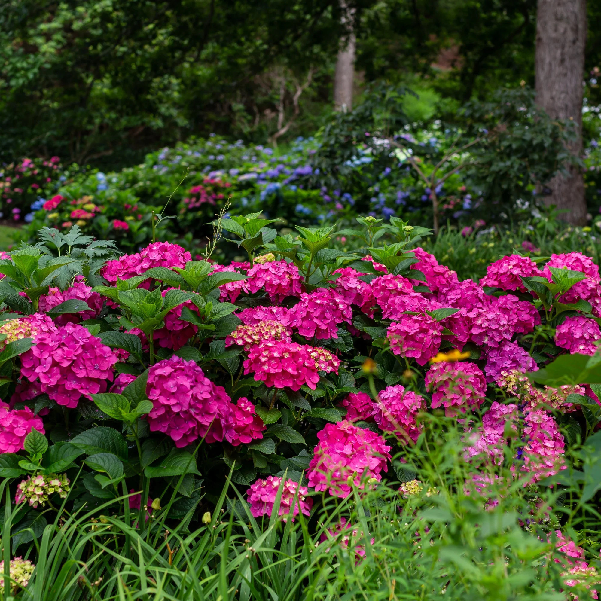 Endless Summer Hydrangea Summer Crush Live Shrub (5 Gallon)