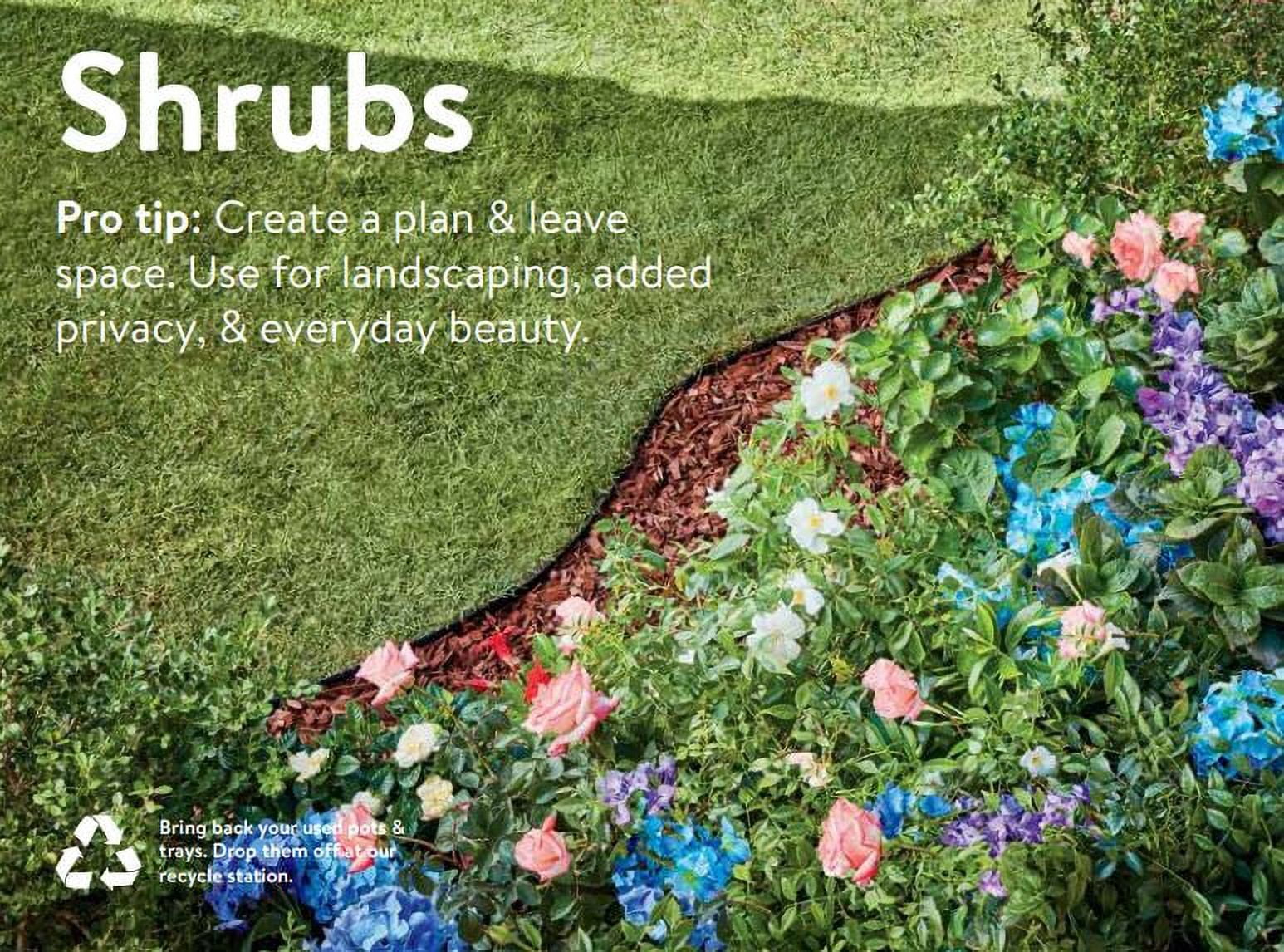 True Bloom Rose True Love Red, 2 gal pot