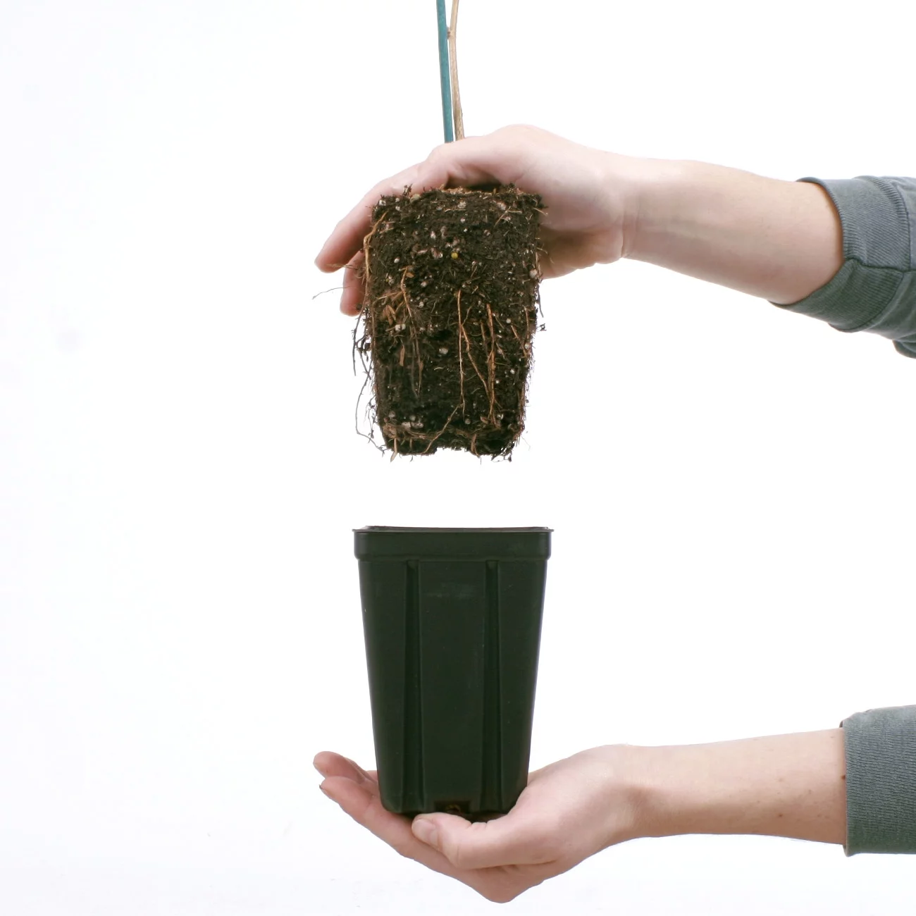 Van Zyverden Wisteria Blue Moon 4