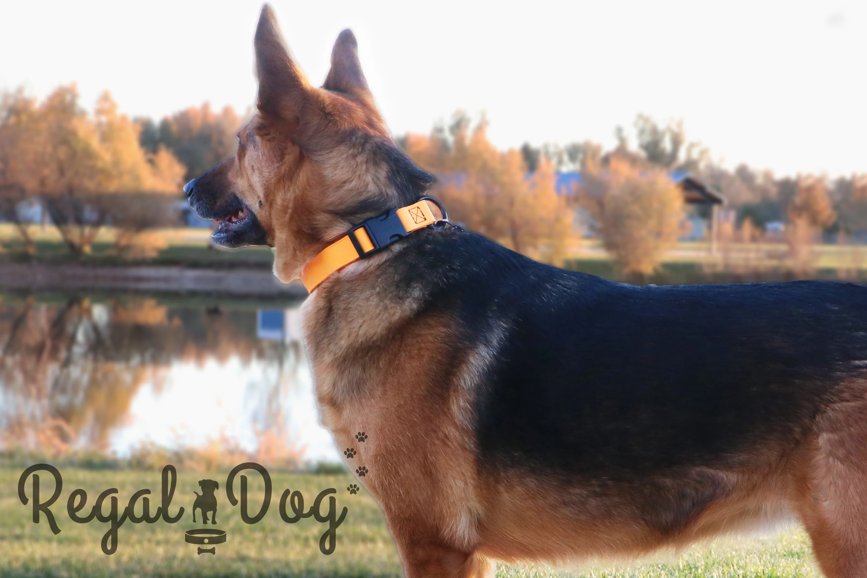 Regal Dog Products Custom Fit Dog Collar with High Strength Buckle & Heavy Duty D Ring