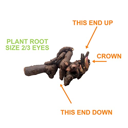 Garden State Bulb Pink and White Mixed Peony Flower Bulbs, Bare Roots (Bag of 3)