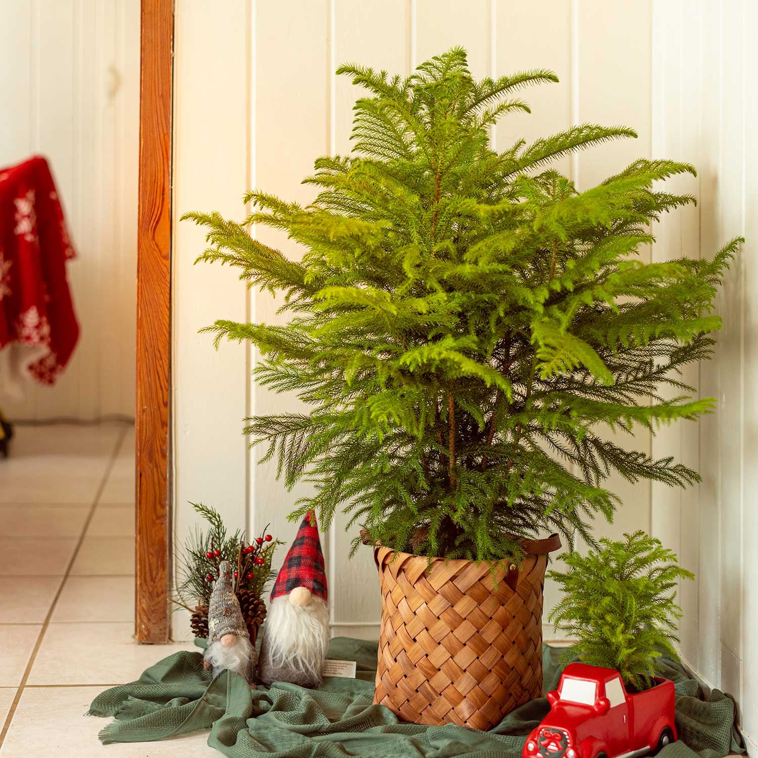 Costa Farms Live Indoor 32in. Tall Christmas Tree, Direct Sunlight Plant in10in. woven Planter