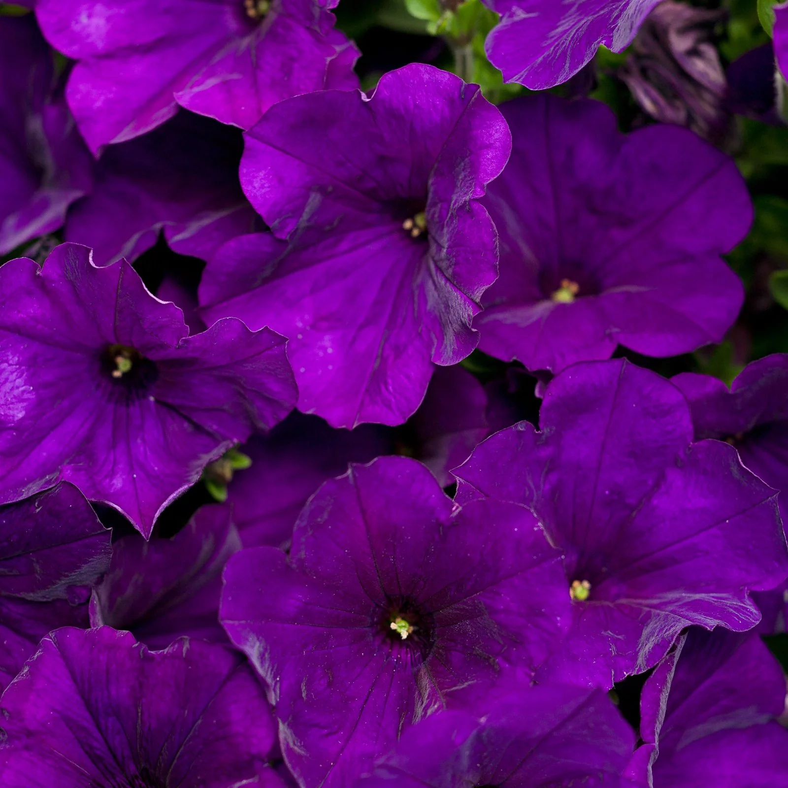 4-Pack, 4.25 in. Grande Supertunia Royal Velvet (Petunia) Live Plants, Purple Flowers
