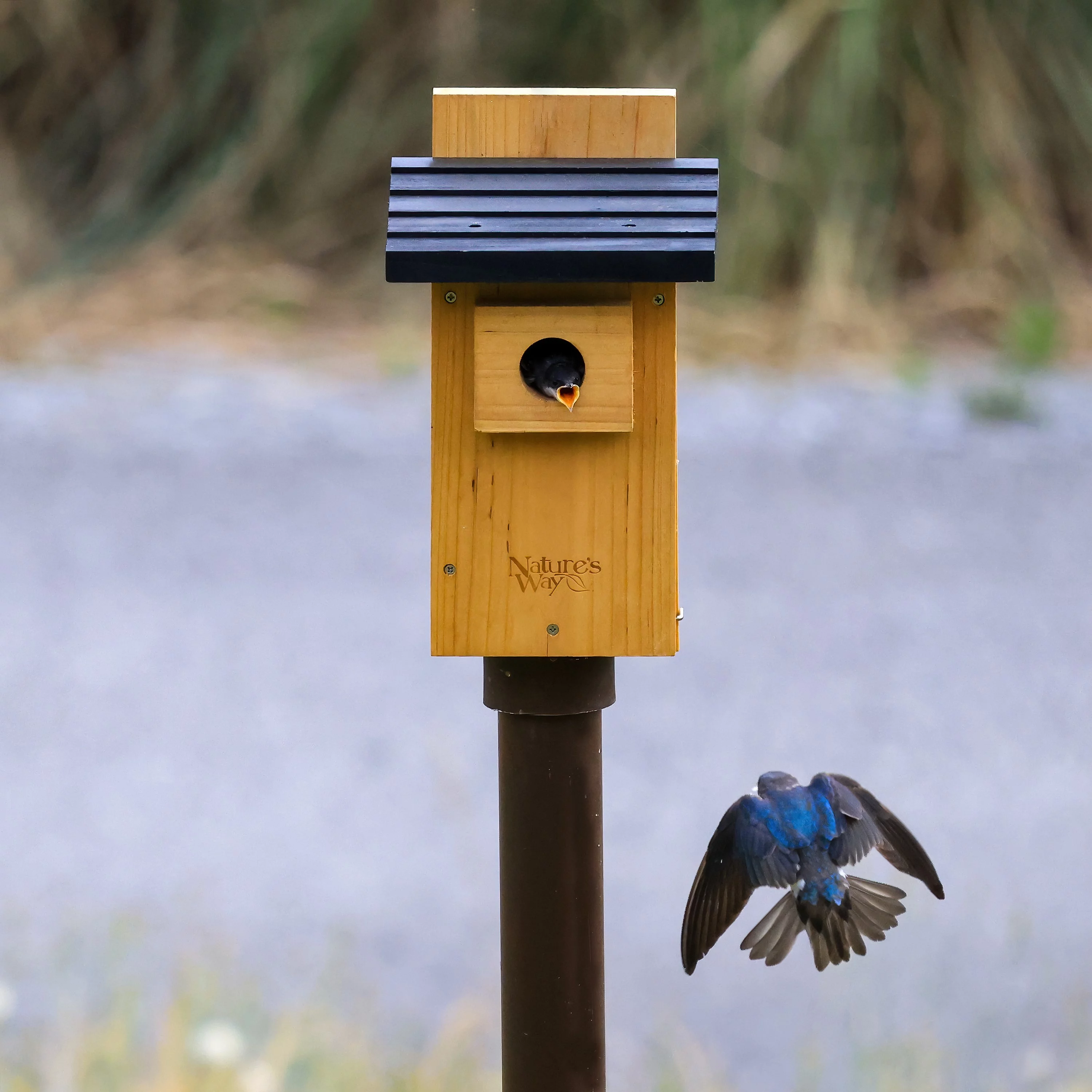Nature's Way Cedar Bluebird Viewing House, Brown