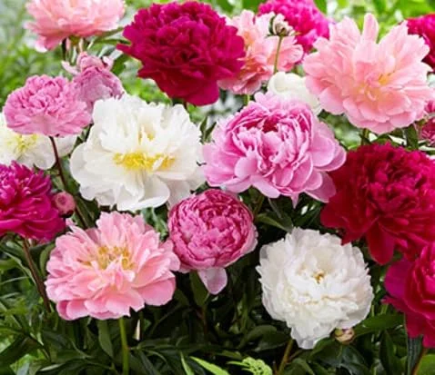 Mixed Color Peony Roots for Planting - Grow Beautiful Perennial Peony Flowers (5 Peony Plants)