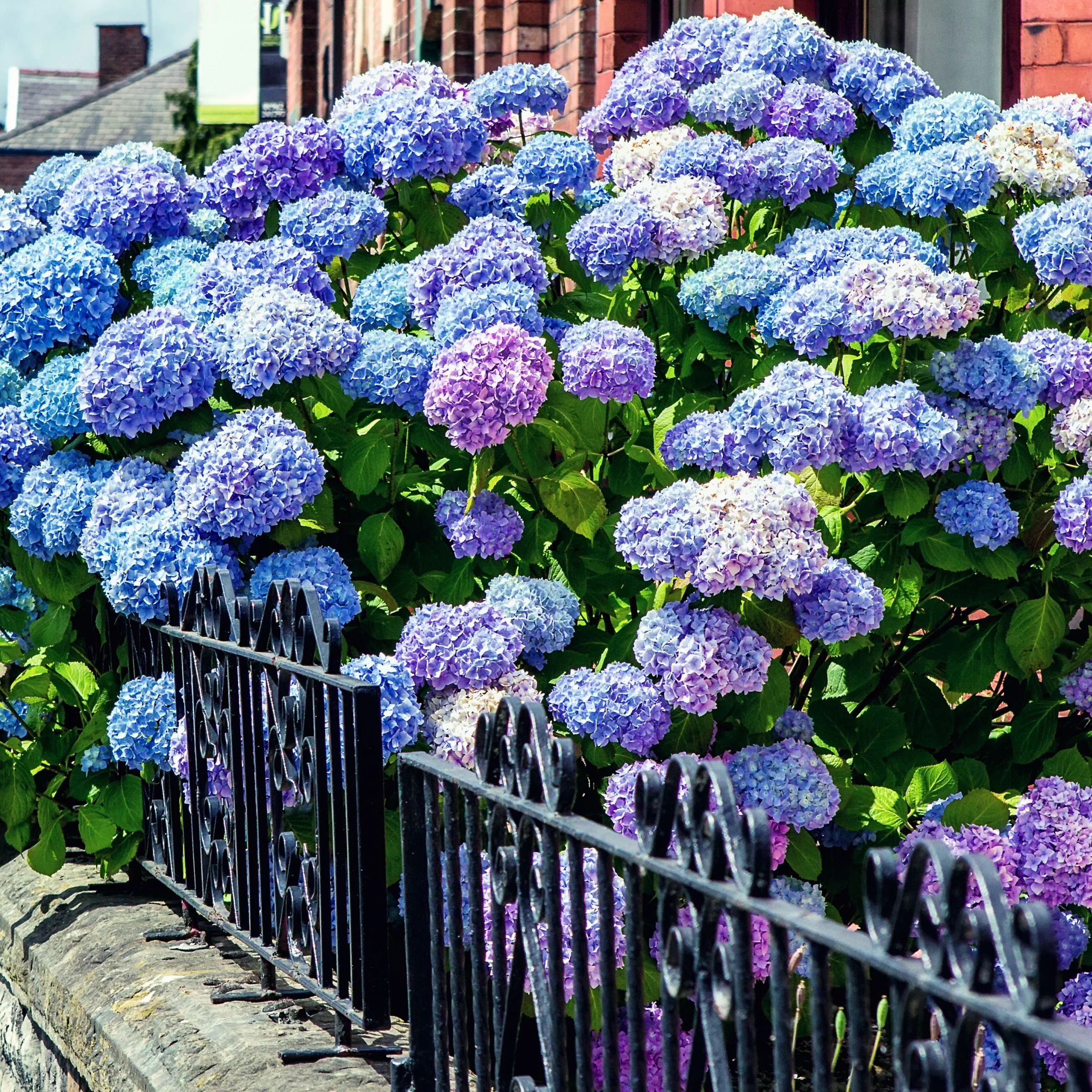 2 gal. Hydrangea All Summer Beauty Shrub with Pink or Blue Flowers