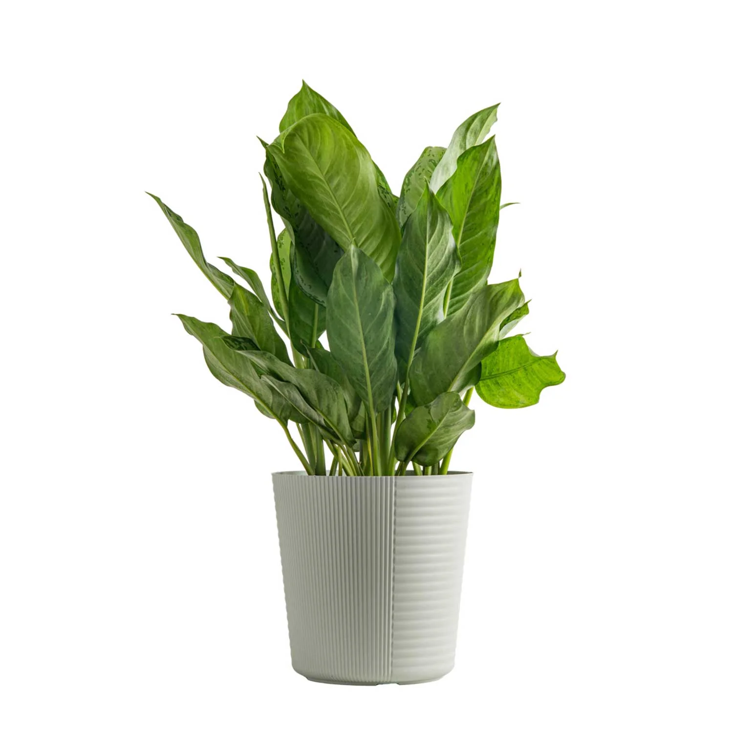 24-inch-Tall Multi-color Aglaonema; Indirect Light Plant in 9.25-inch White Pot