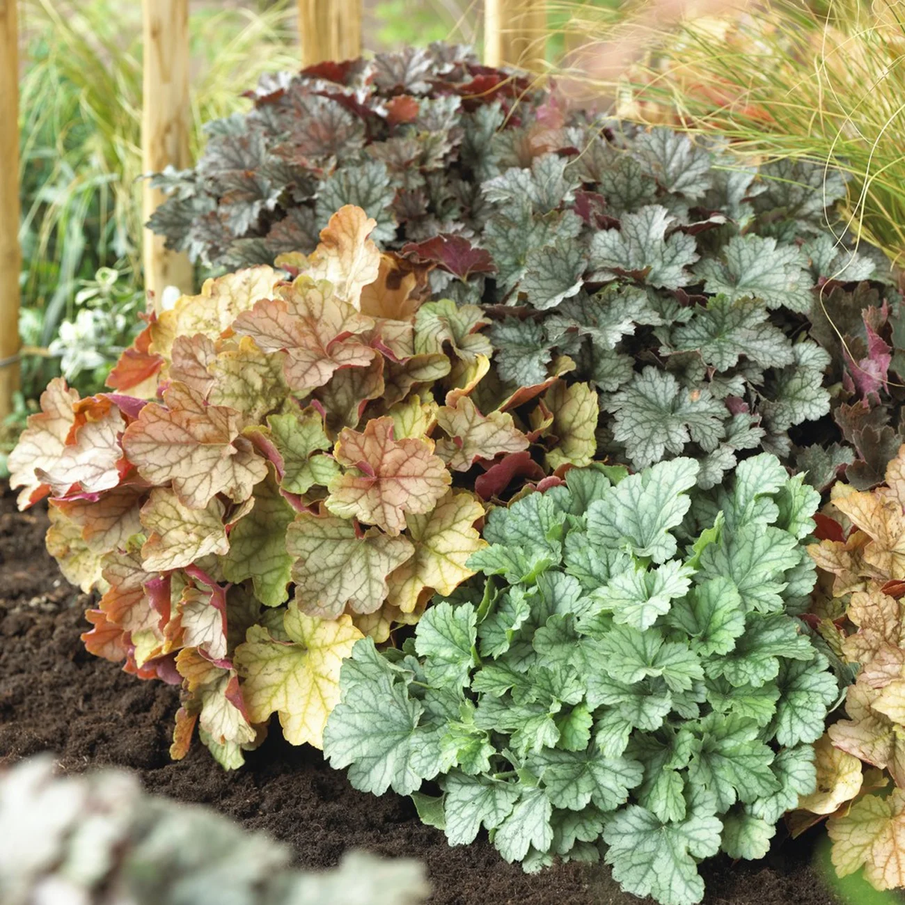 Van Zyverden Heuchera Mixed Set of 5 Plant Roots Multicolor Partial Sun Pollinator 1 lb