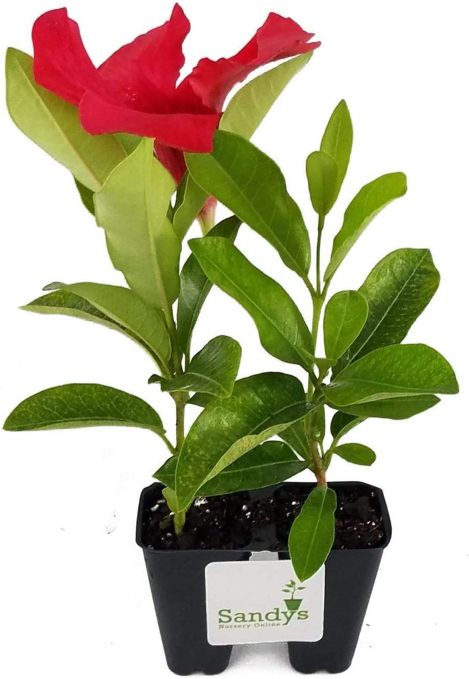 Mandevilla Tropical Plant, Giant Crimson Red Flower, Lot of 2 Starter Plants