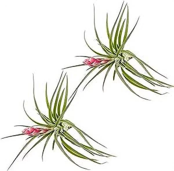 ragnaroc Air Plants - Tillandsia Hybrid No. 1, Large 5-7