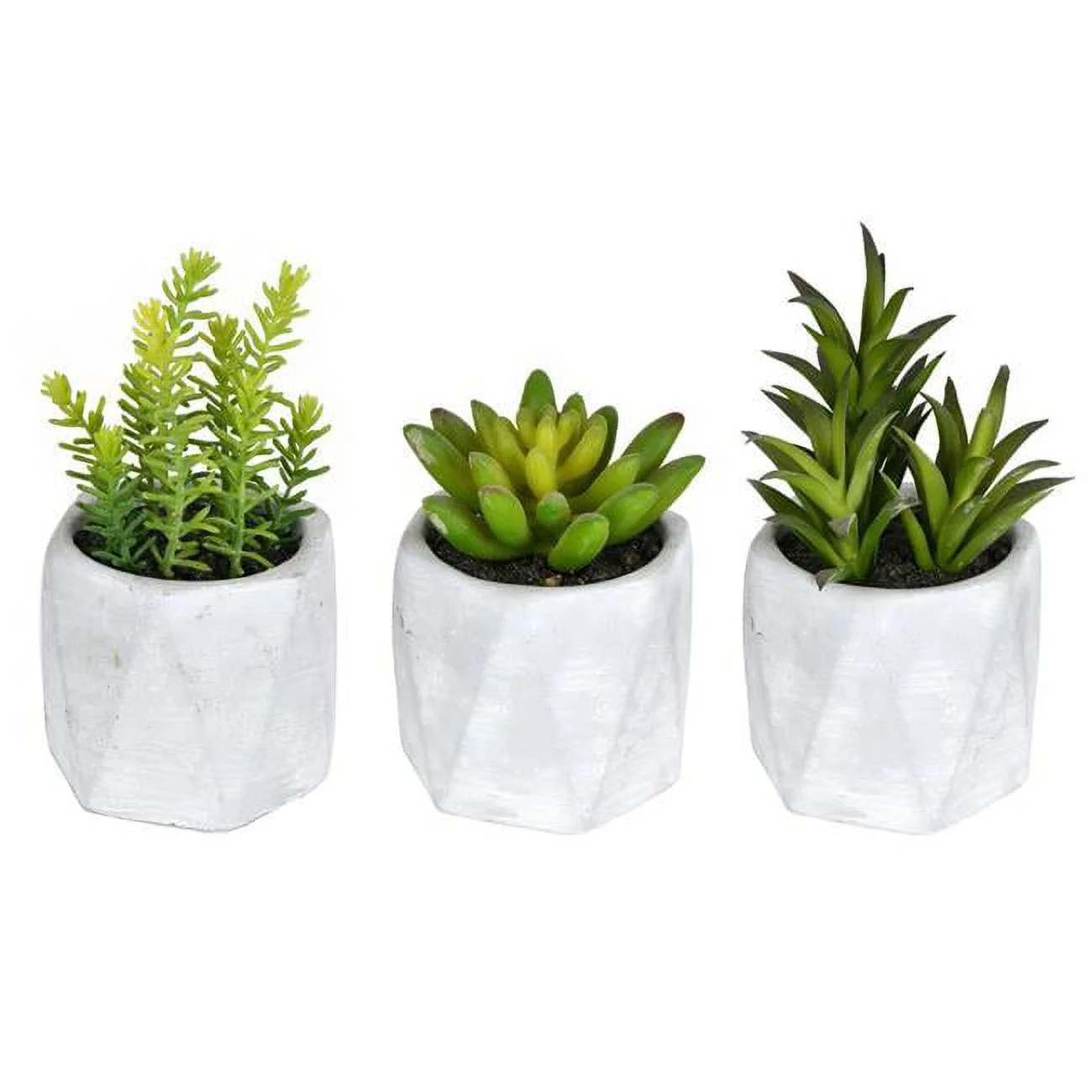 6 in. Potted Succulent Assortment Set