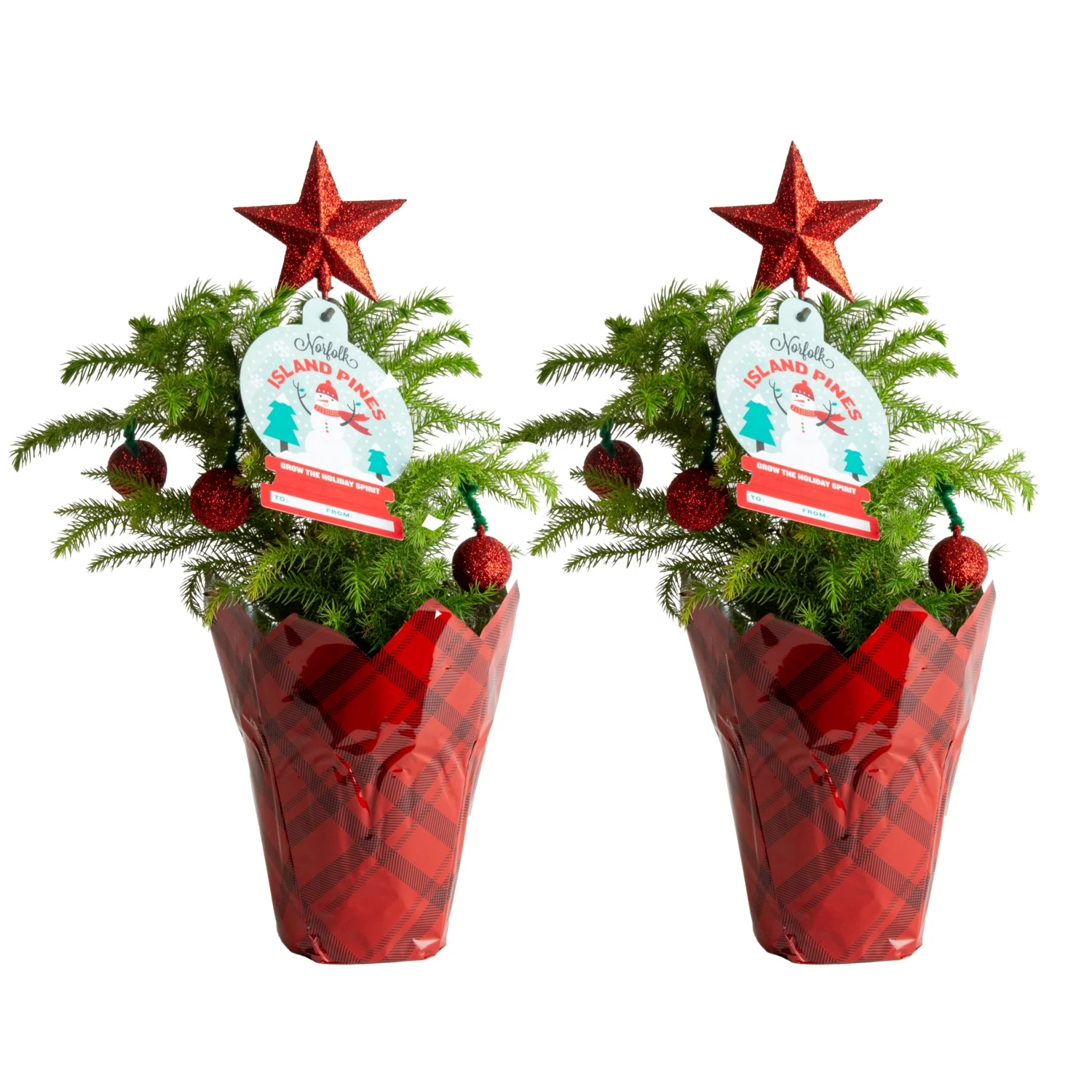 Costa Farms Live Indoor 12in. Tall Christmas tree; Bright, Direct Sunlight Plant in 4in. Holiday decor, 2-Pack