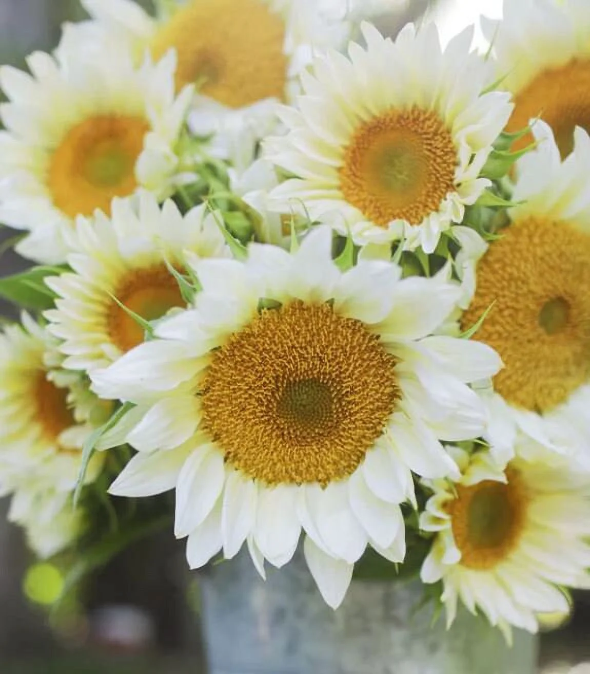 25+ Seeds| Procut white lite Seeds - Authentic Seeds - Perennial~ GMO Free ~~Flower seeds ~ Asian Garden~ Herbs B5G1 #E008