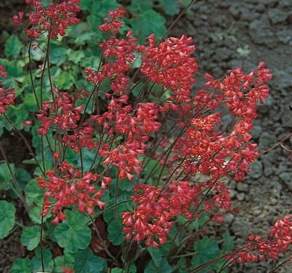 30+ HEUCHERA FIREFLY , CELLS / FRAGRANT SHADE PERENNIAL FLOWER SEEDS