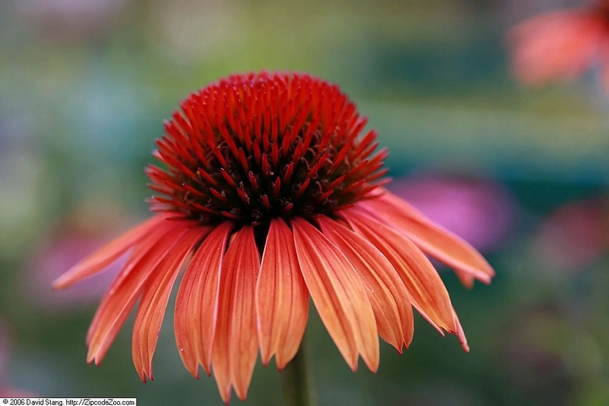 3 Big Sky 'Sundown' Coneflower/ Echinacea in 3.5 inch pots (one plant per pot) Deer Resistant!