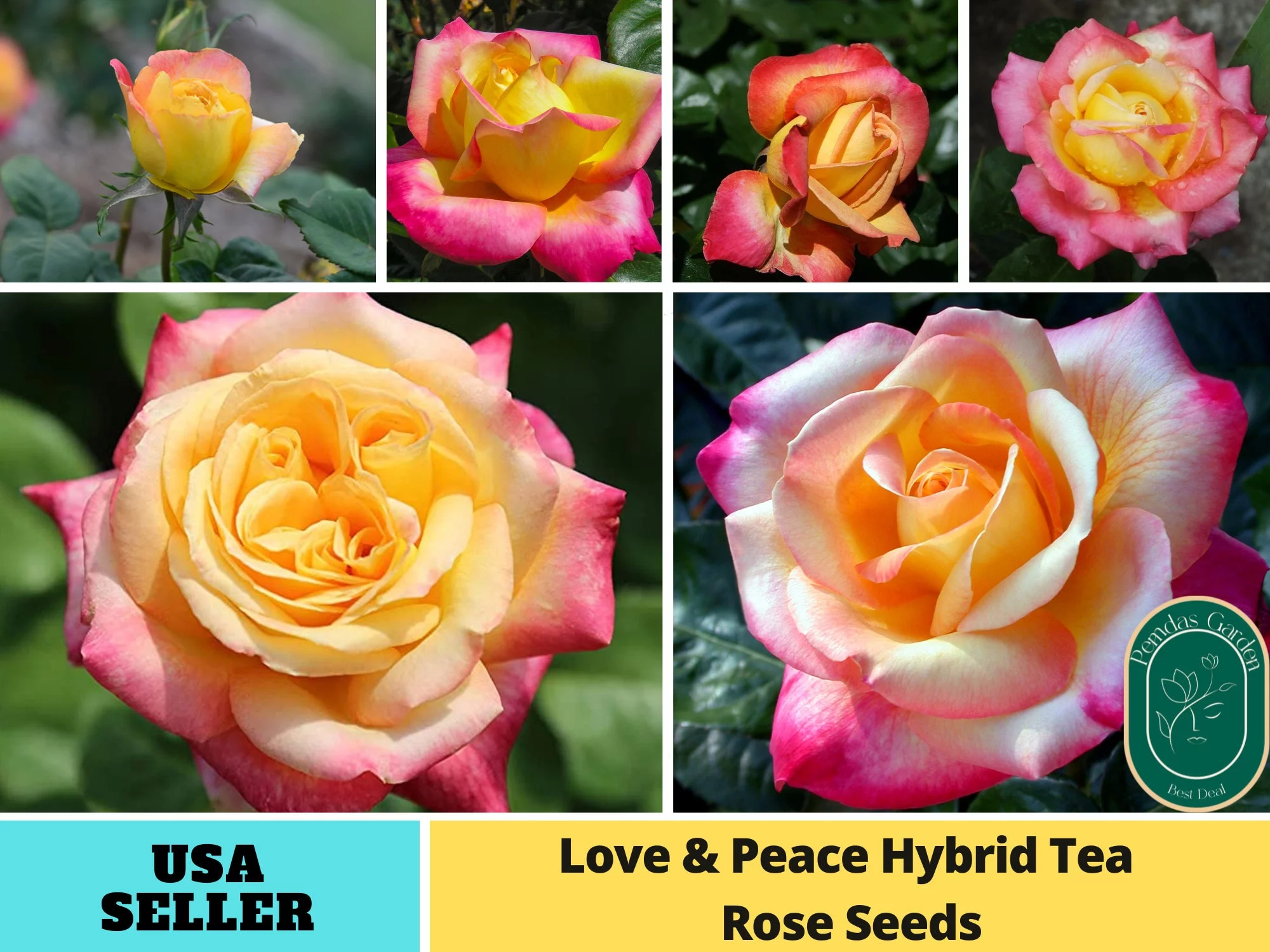 30+ Seeds|Love & Peace Rose Hybrid Flower - Authentic Seeds - Perennial~GMO Free~~Flower seeds ~ Asian Garden~ Herbs B5G1#1093