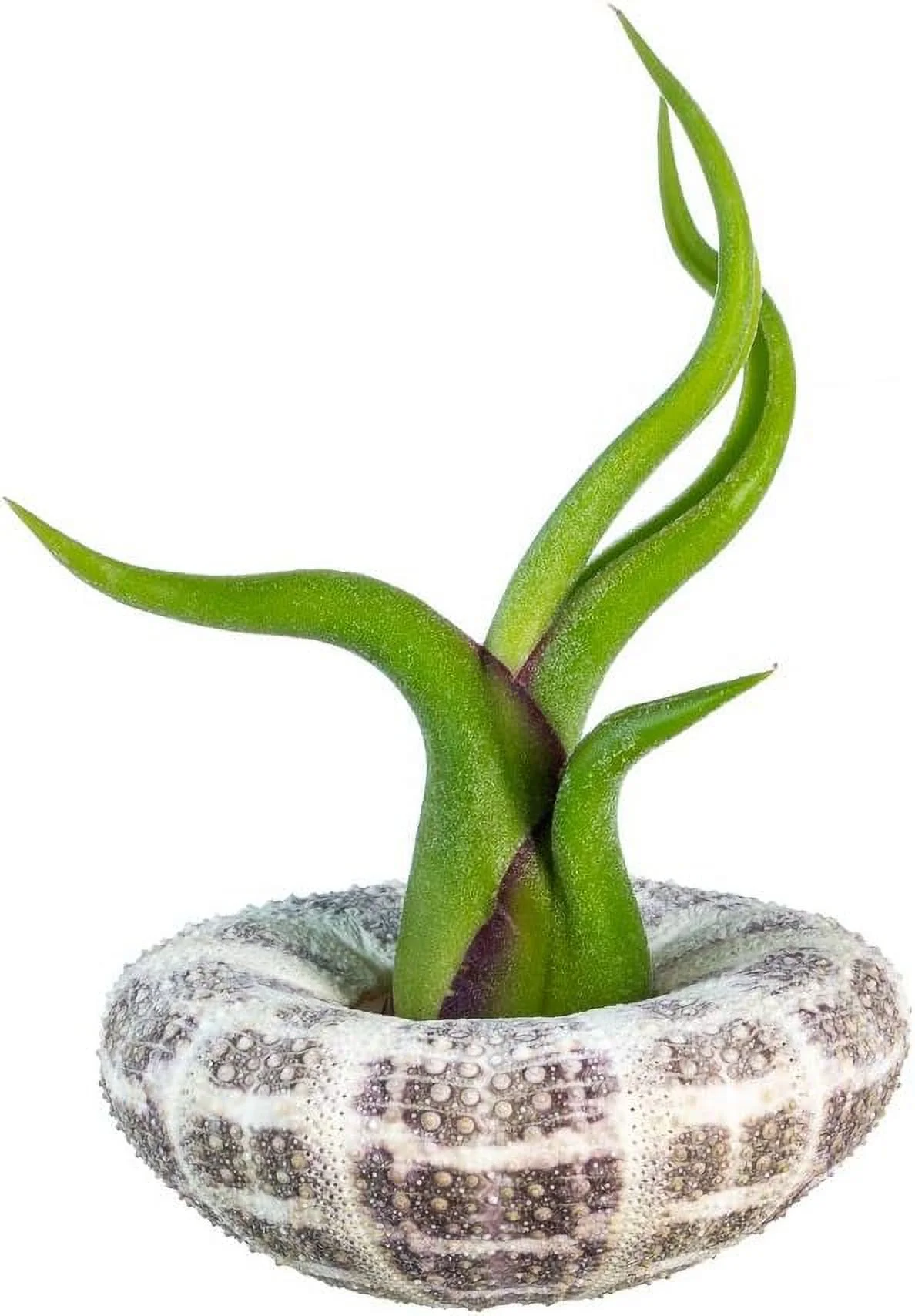 Urchin Air Plant Set | Large Alfonso Sea Urchin And Caput Tillandsia Gift Set (1 Pack)