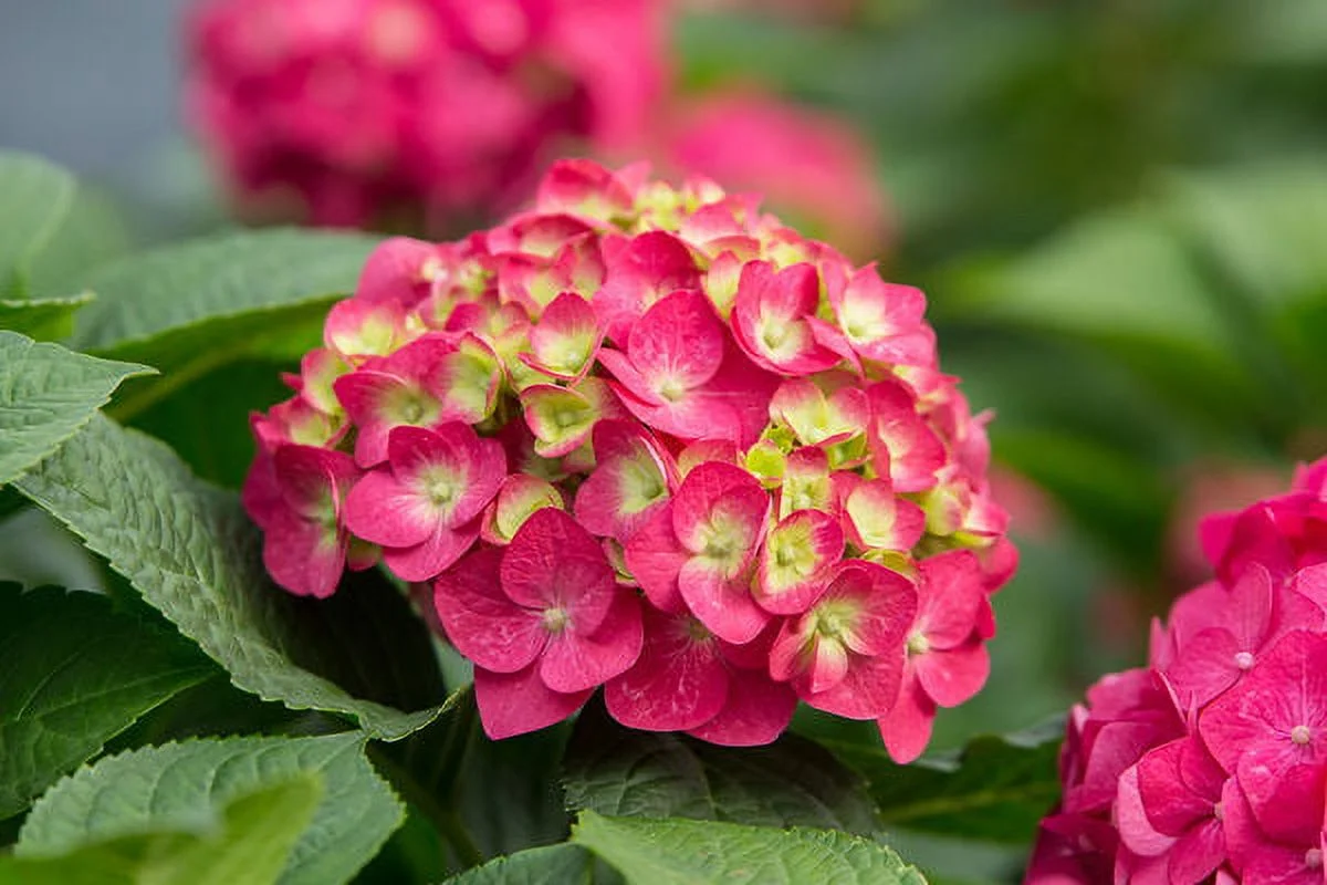 3.00 Gal Hydrangea Endless Summer, Zone 4, Hydrangea, Full Sunlight Live Plants Live Plant