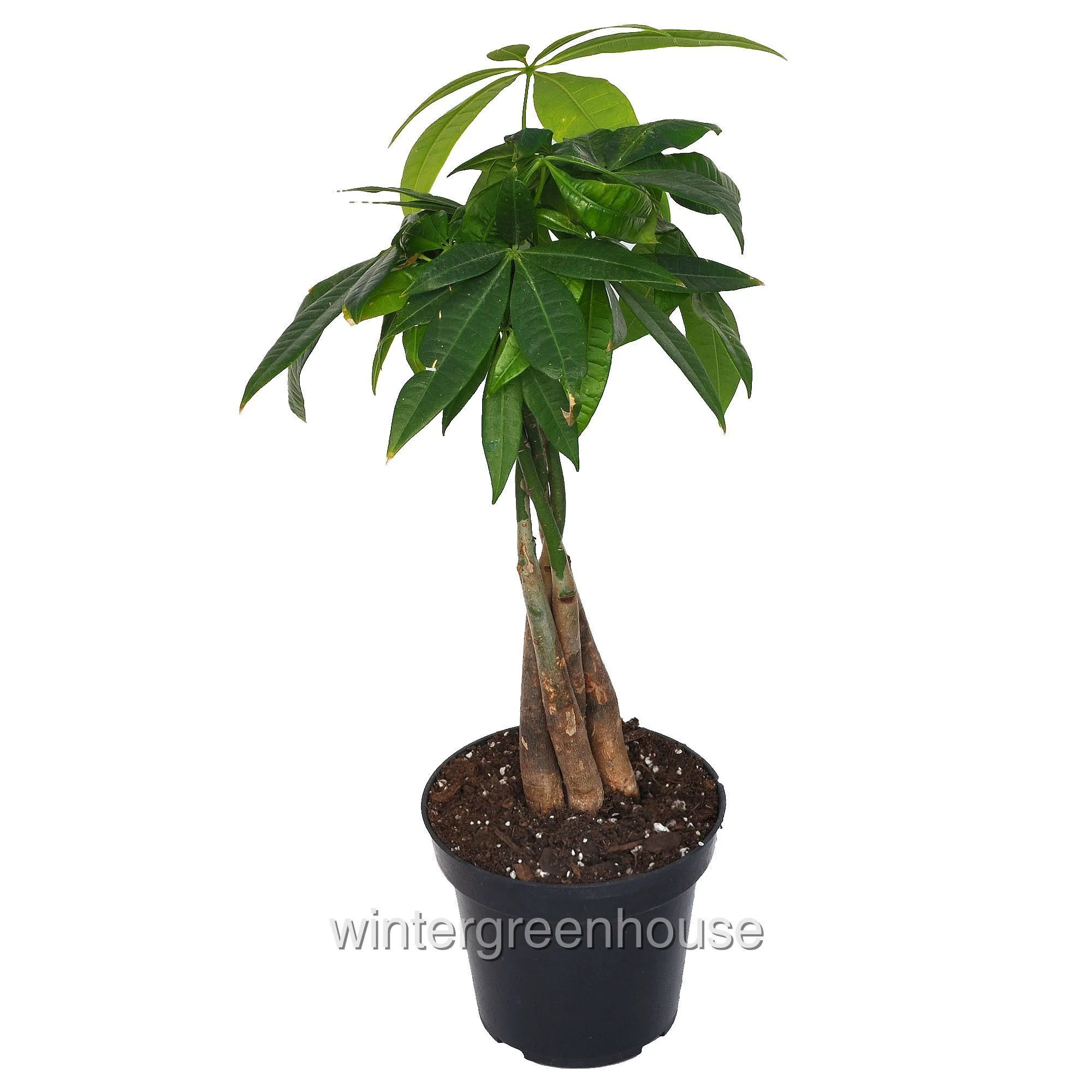 Pachira Aquatica, Money Tree, Braid - Pot Size: 3
