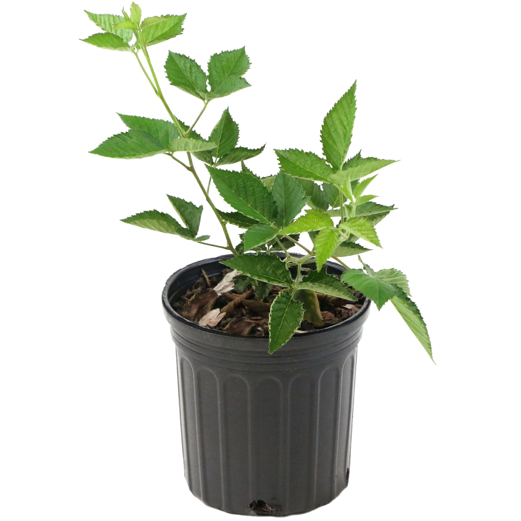 5.5 in Bushel and Berry® Baby Cakes® Blackberry Live Shrub with Full Sun-1 Piece
