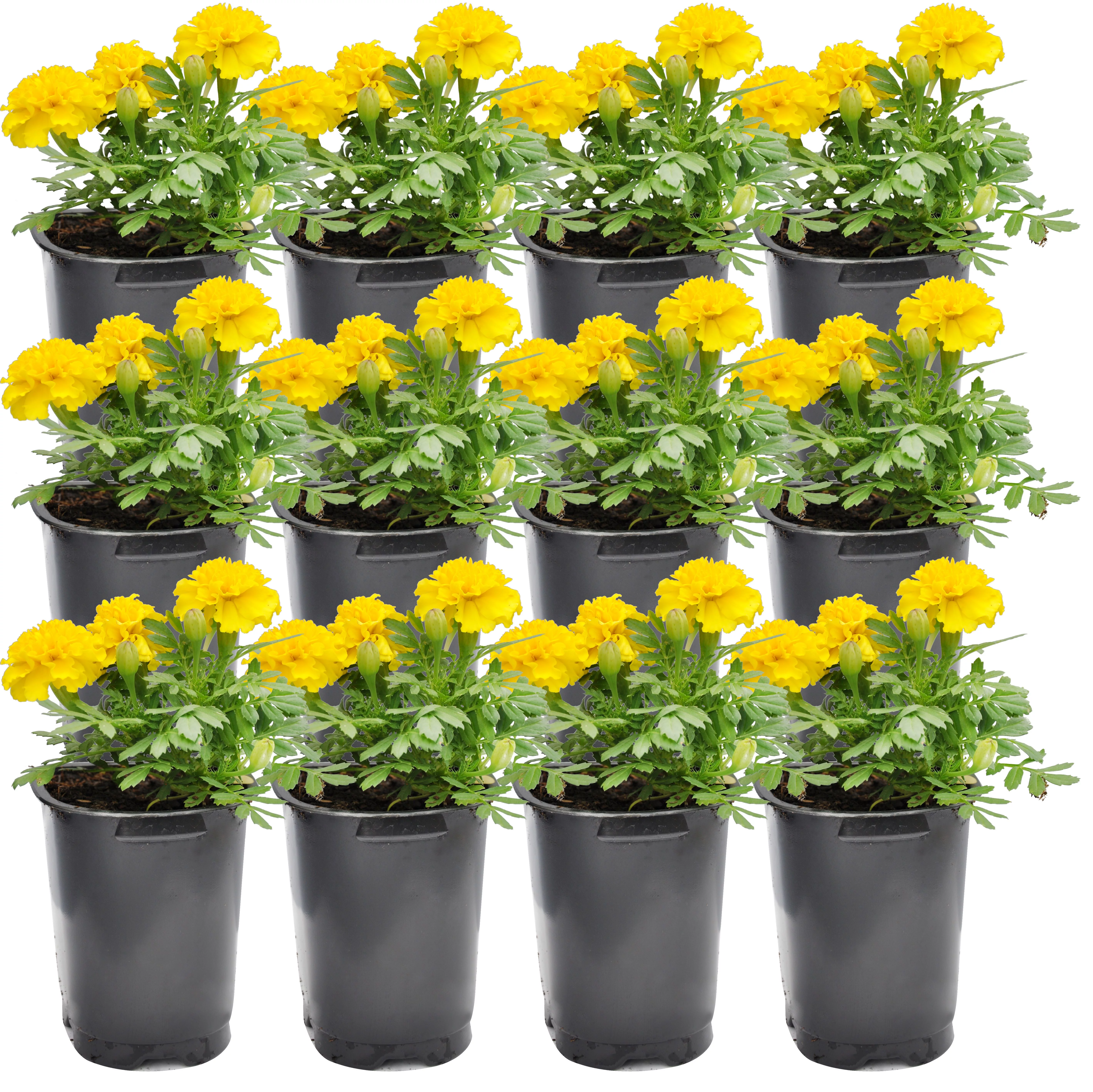 7in. Tall Yellow Marigold; Full Sun Outdoors Plant in 3.5in. Grower Pot, 12-Pack
