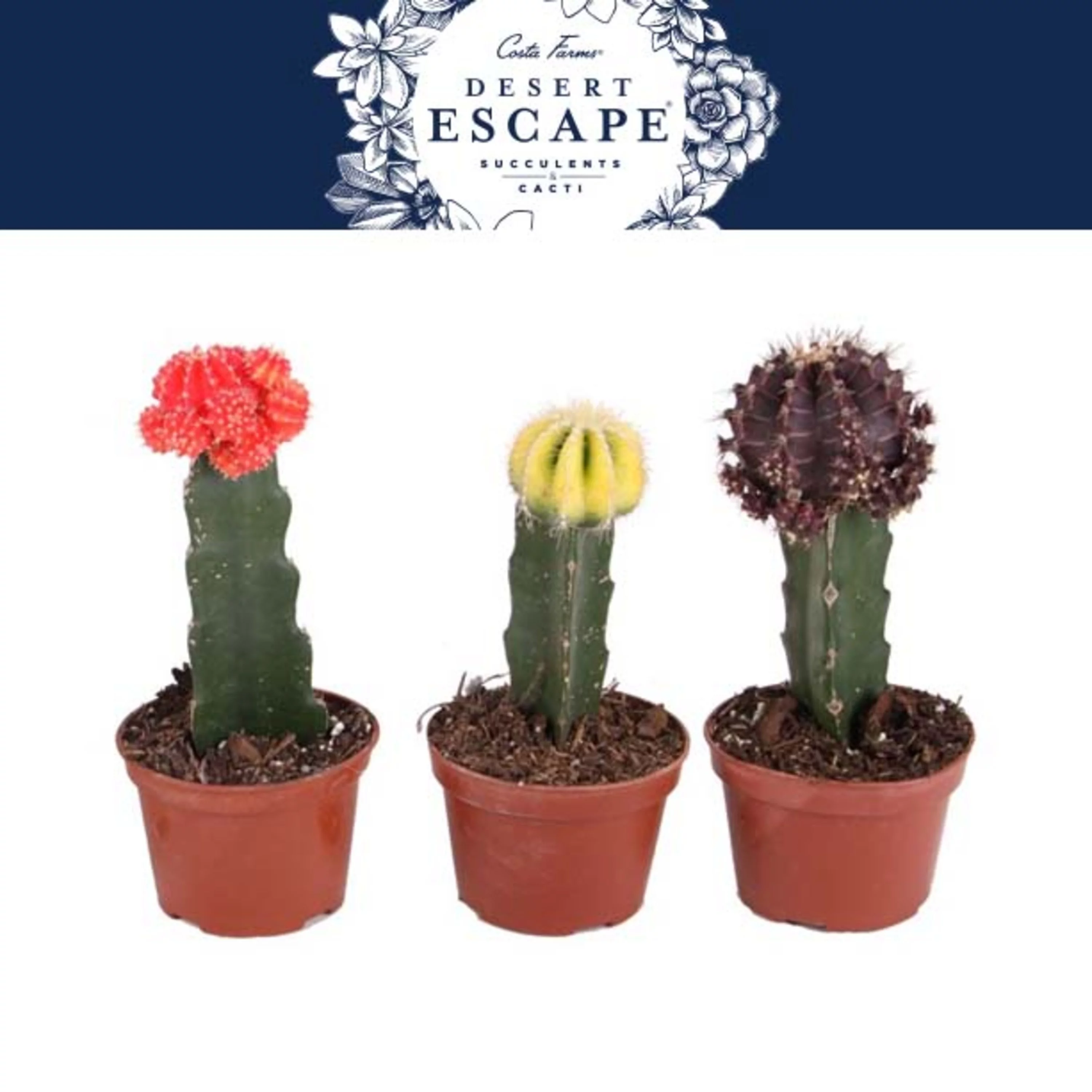 Cactus; Bright, Direct Sunlight Plant in 4in. Grower Pot, 3-Pack
